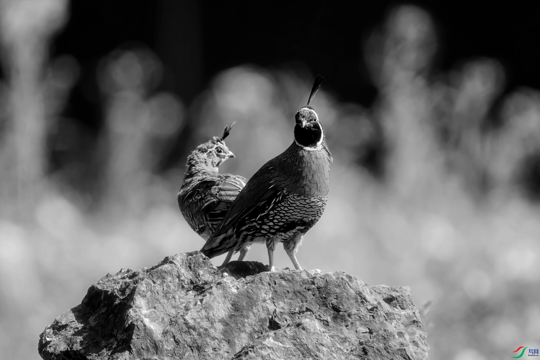 DSC03259 ����_����_����.jpg