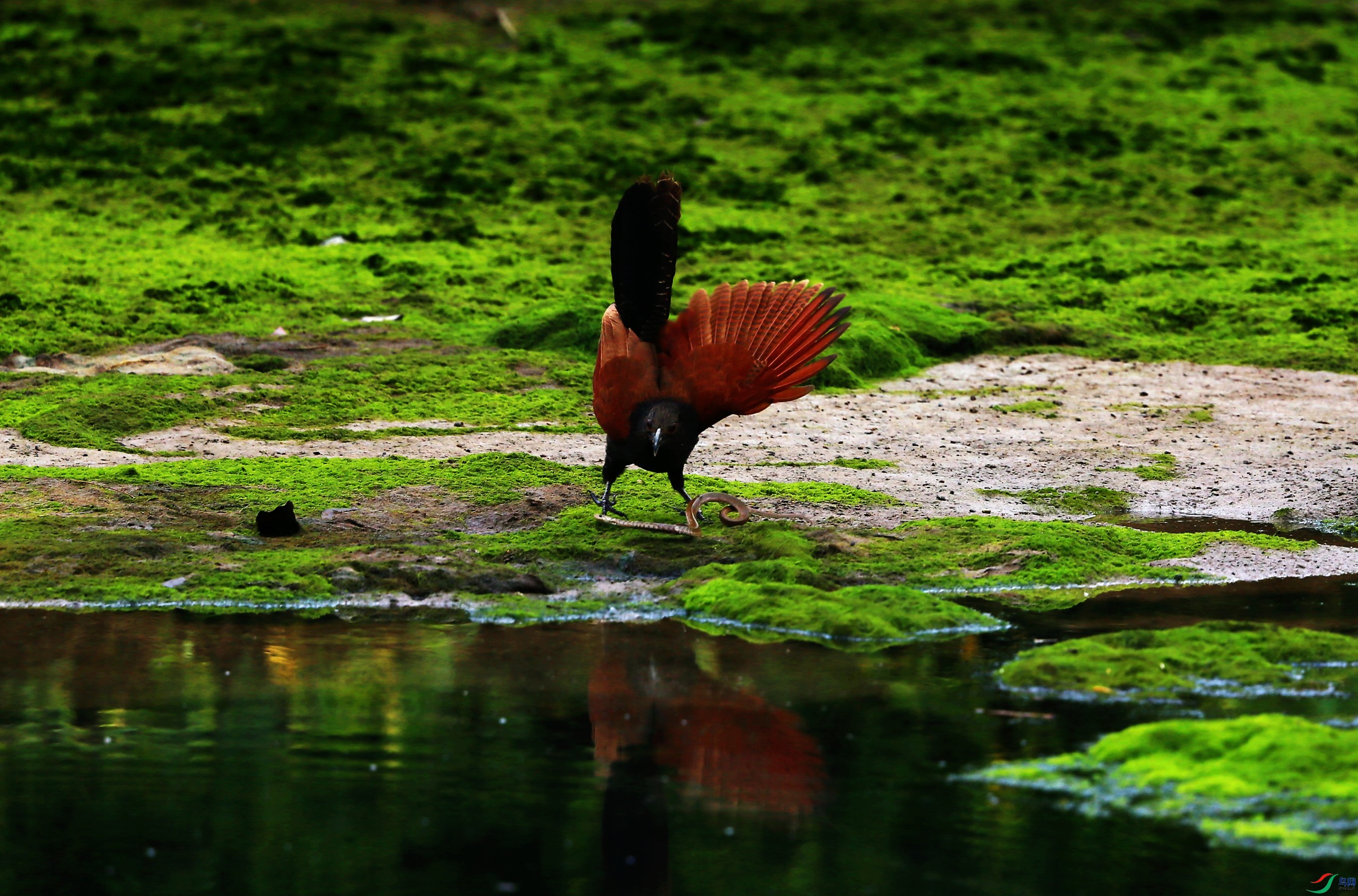 �ֳ�ѻ�� (14).JPG