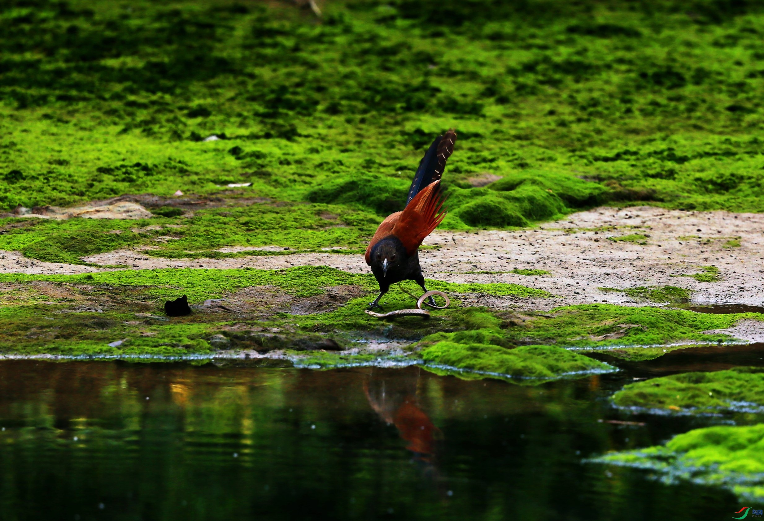 �ֳ�ѻ�� (15).JPG