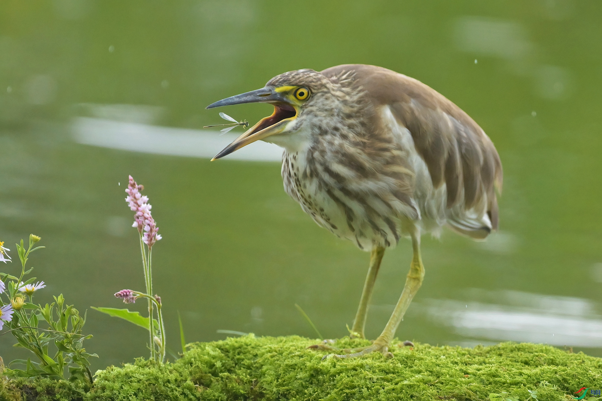 DSC_7585-V.jpg