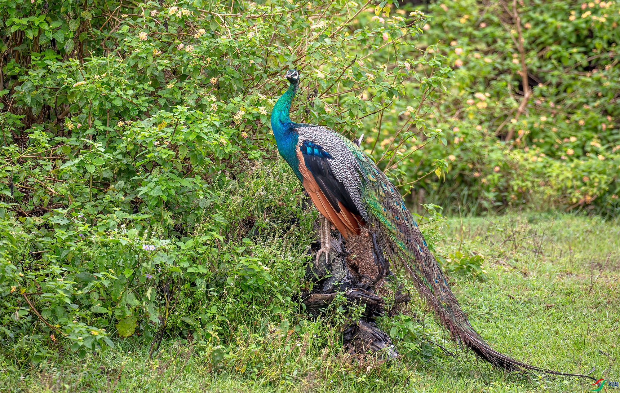 CB0A1080 ����_����.jpg