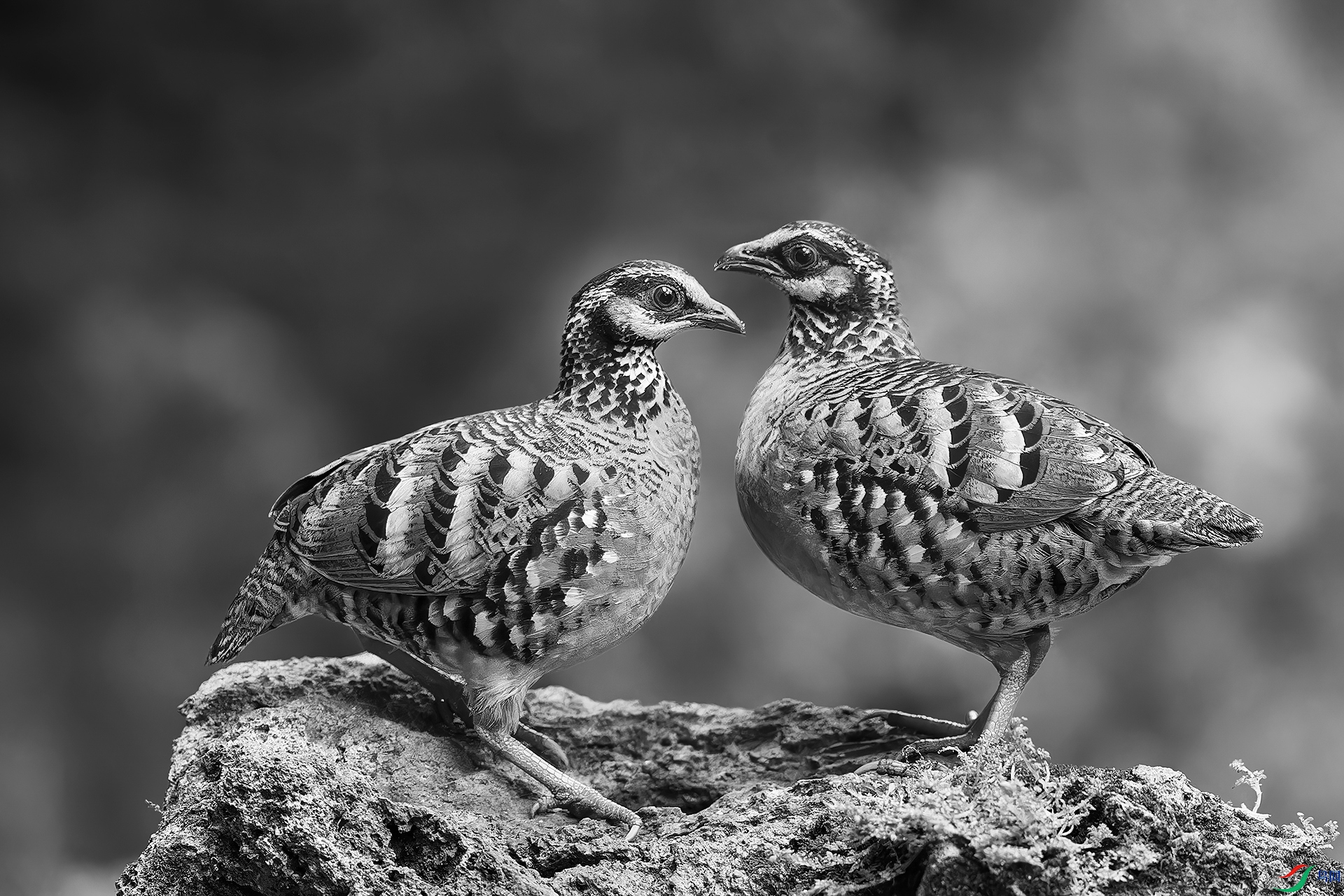 0_DSC5176-NEF_DxO_DeepPRIMEXD0.jpg