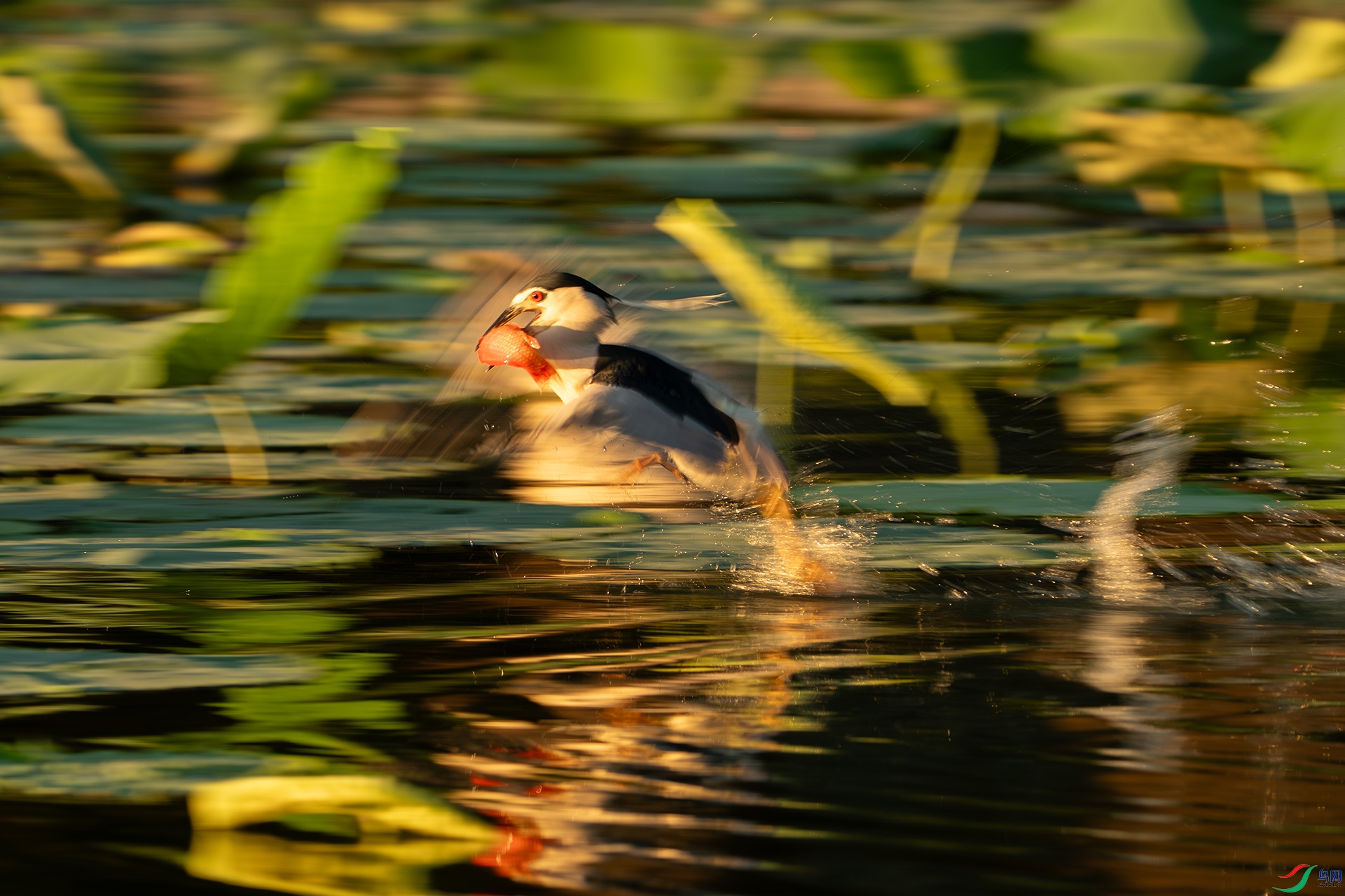 DSC03748-����ǿ-NR ����.jpg