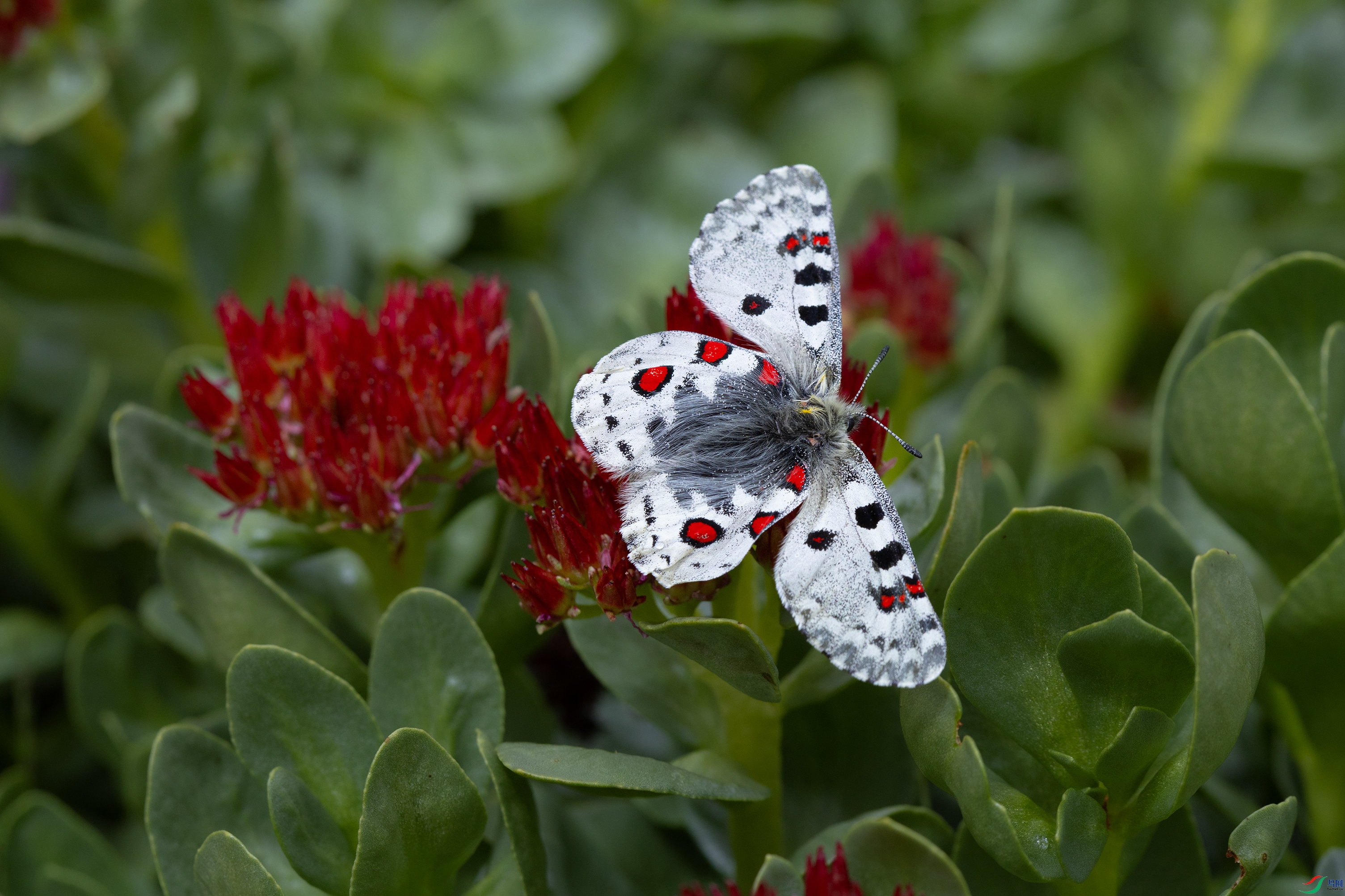 _O7A8468 ����444444.jpg