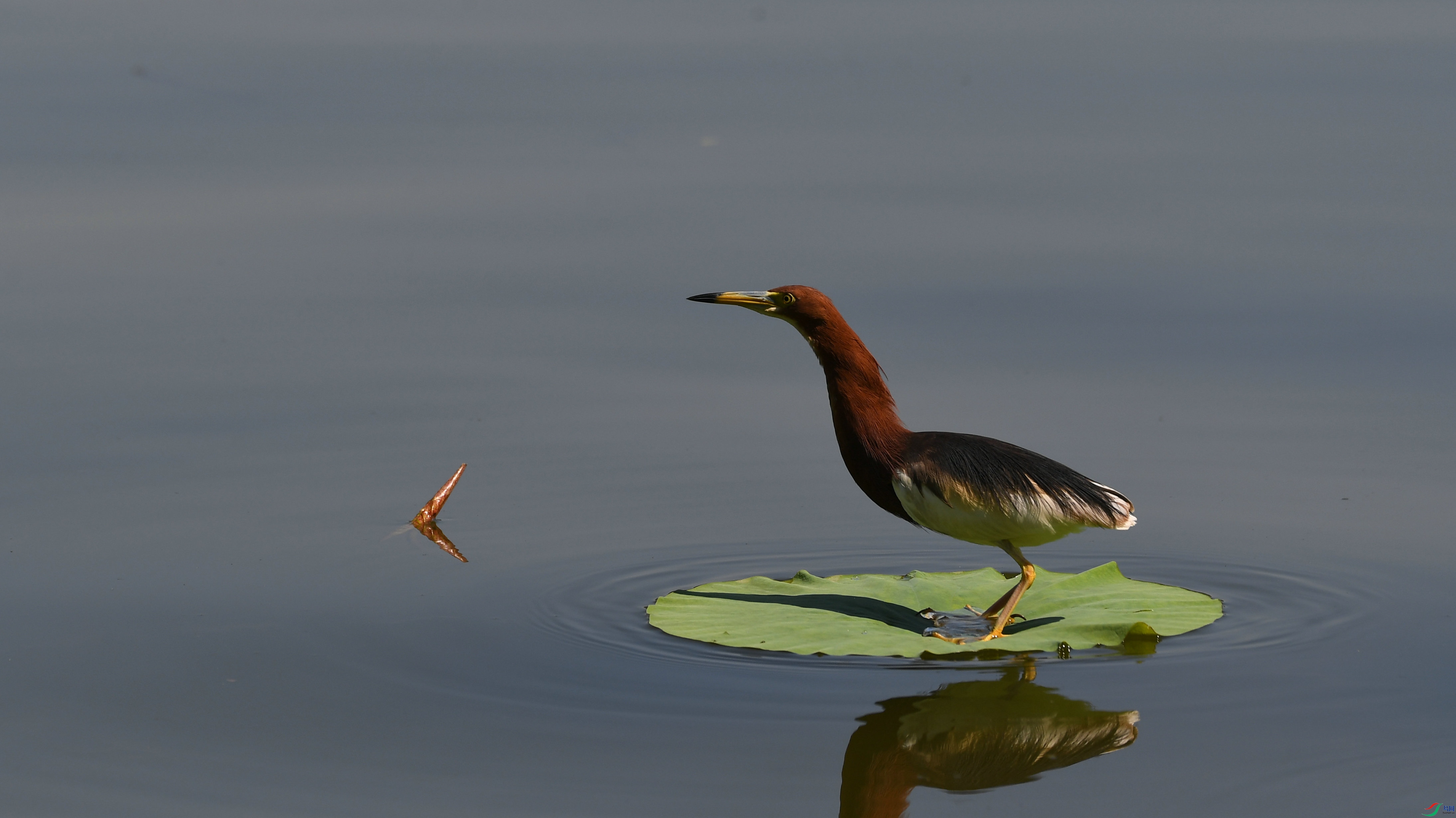 DSC_7222.JPG