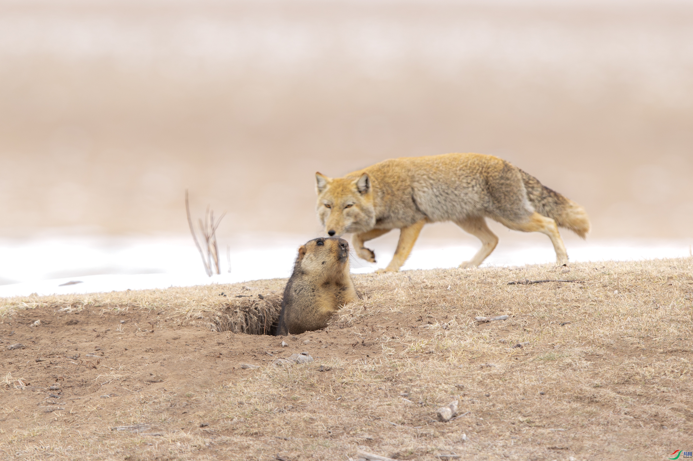 A15I2318- ����.jpg