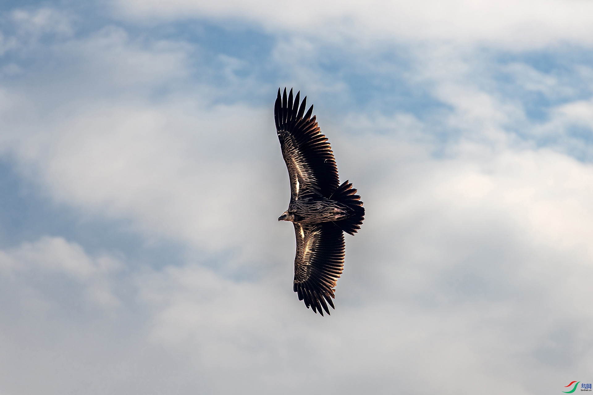 _AUU0834��ɽأ��(24.9.22).jpg