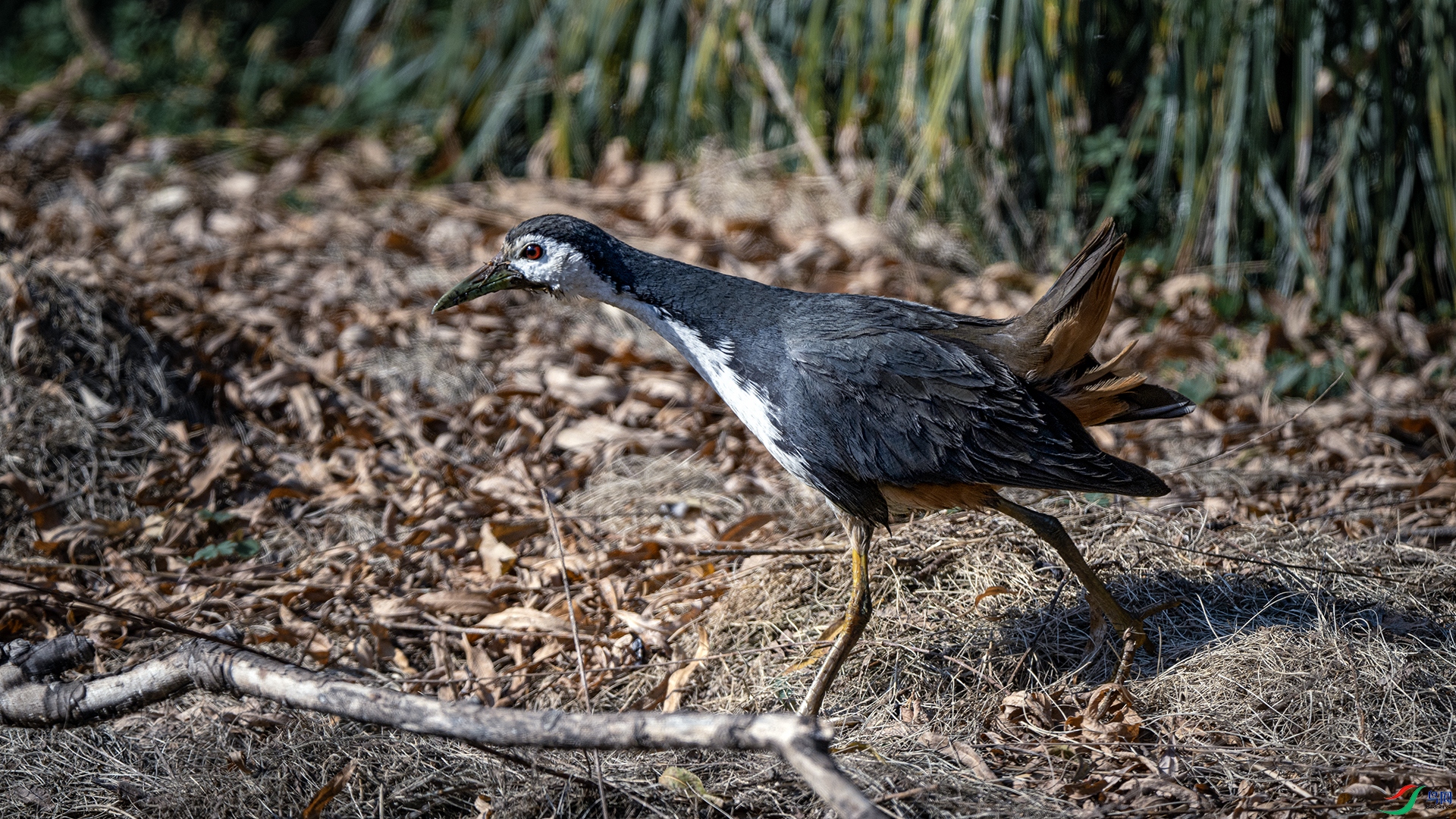 DSC_8346.jpg