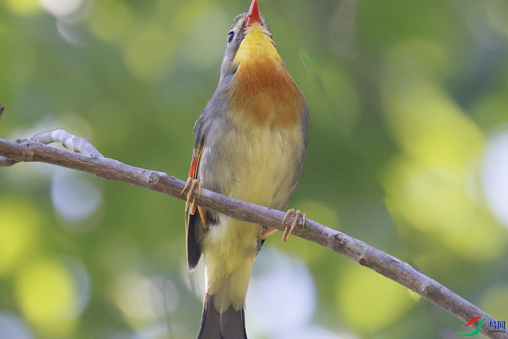 ������˼��