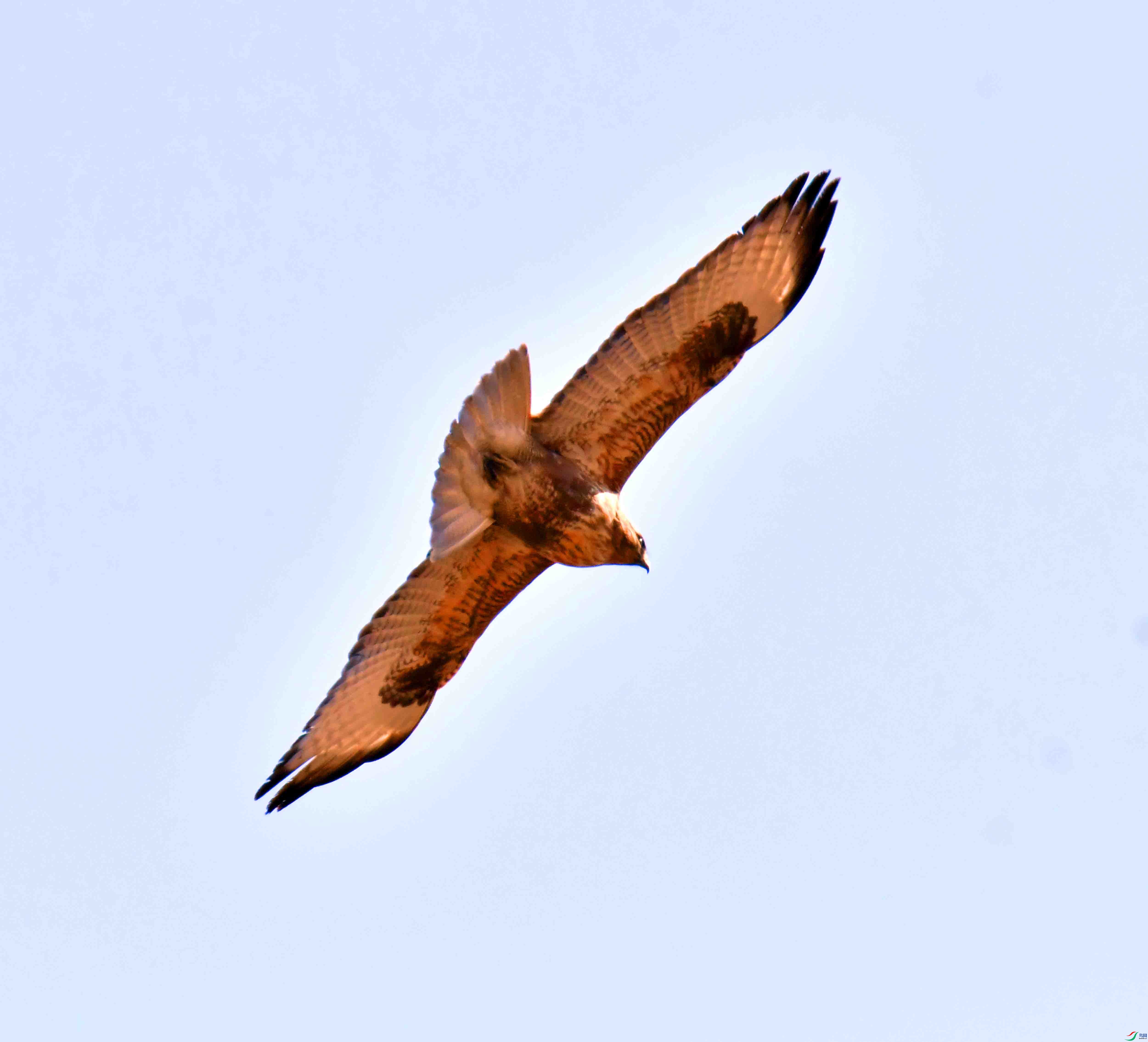 DSC_0981.JPG