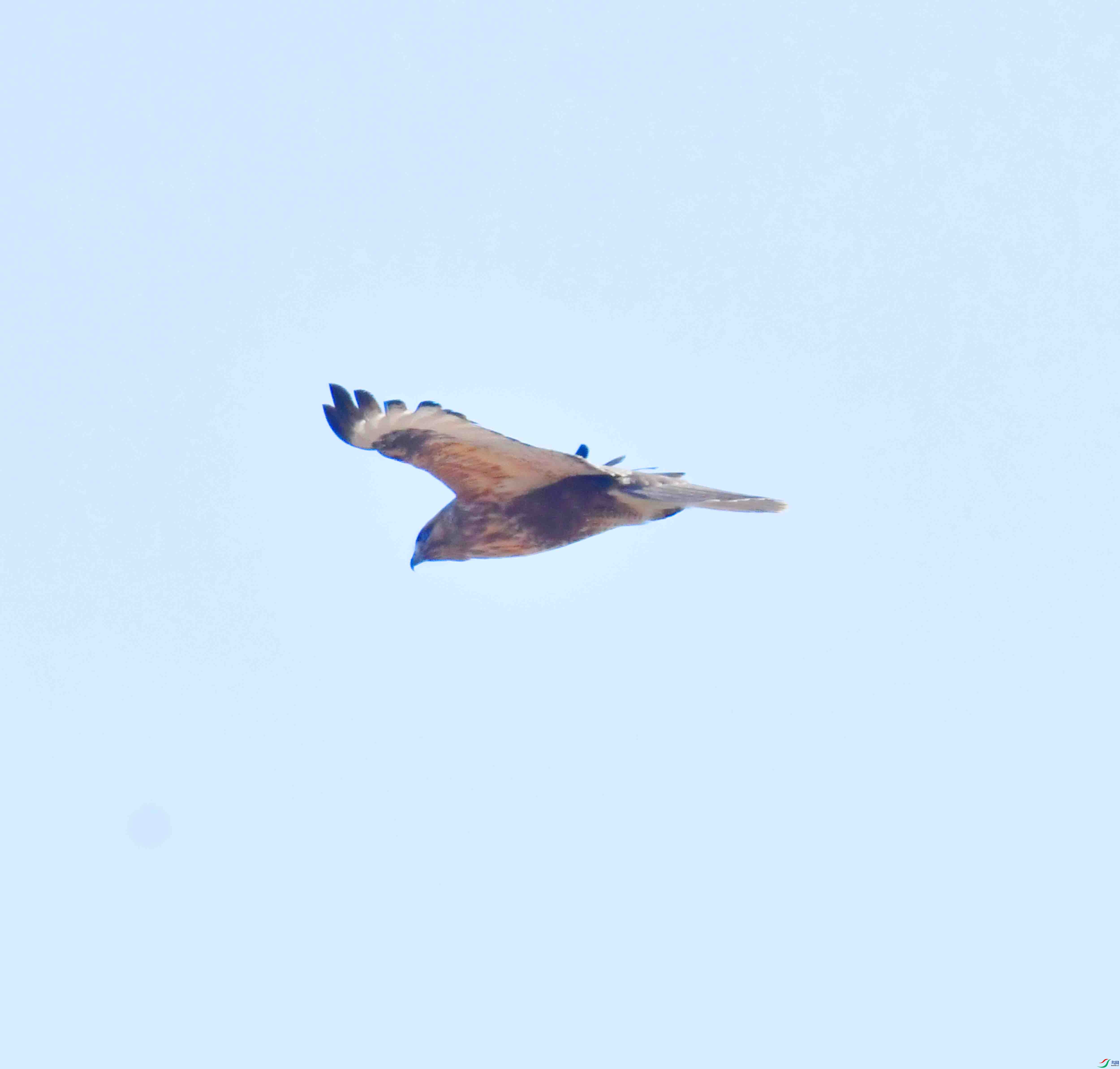 DSC_0984.JPG