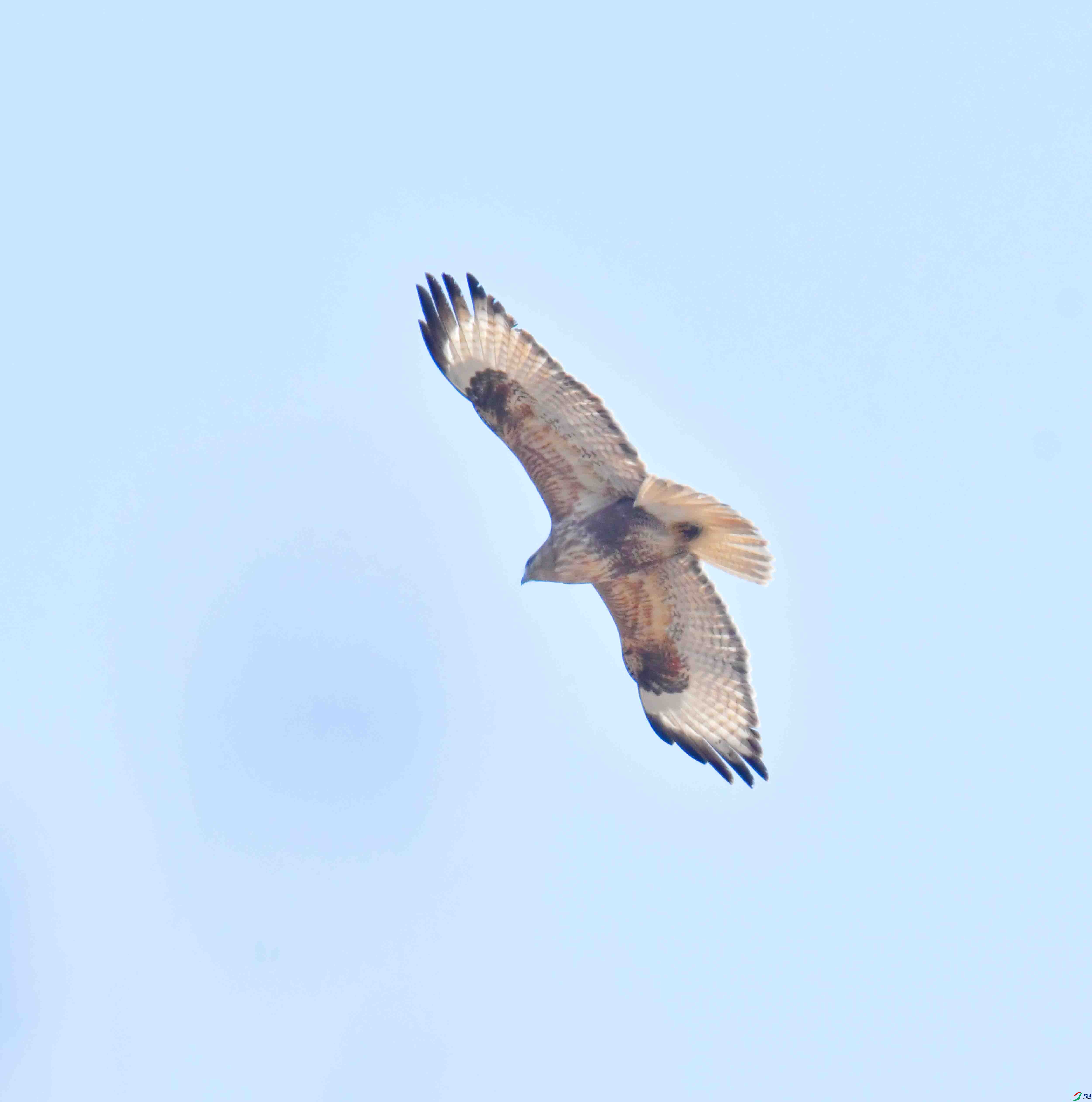 DSC_0988.JPG
