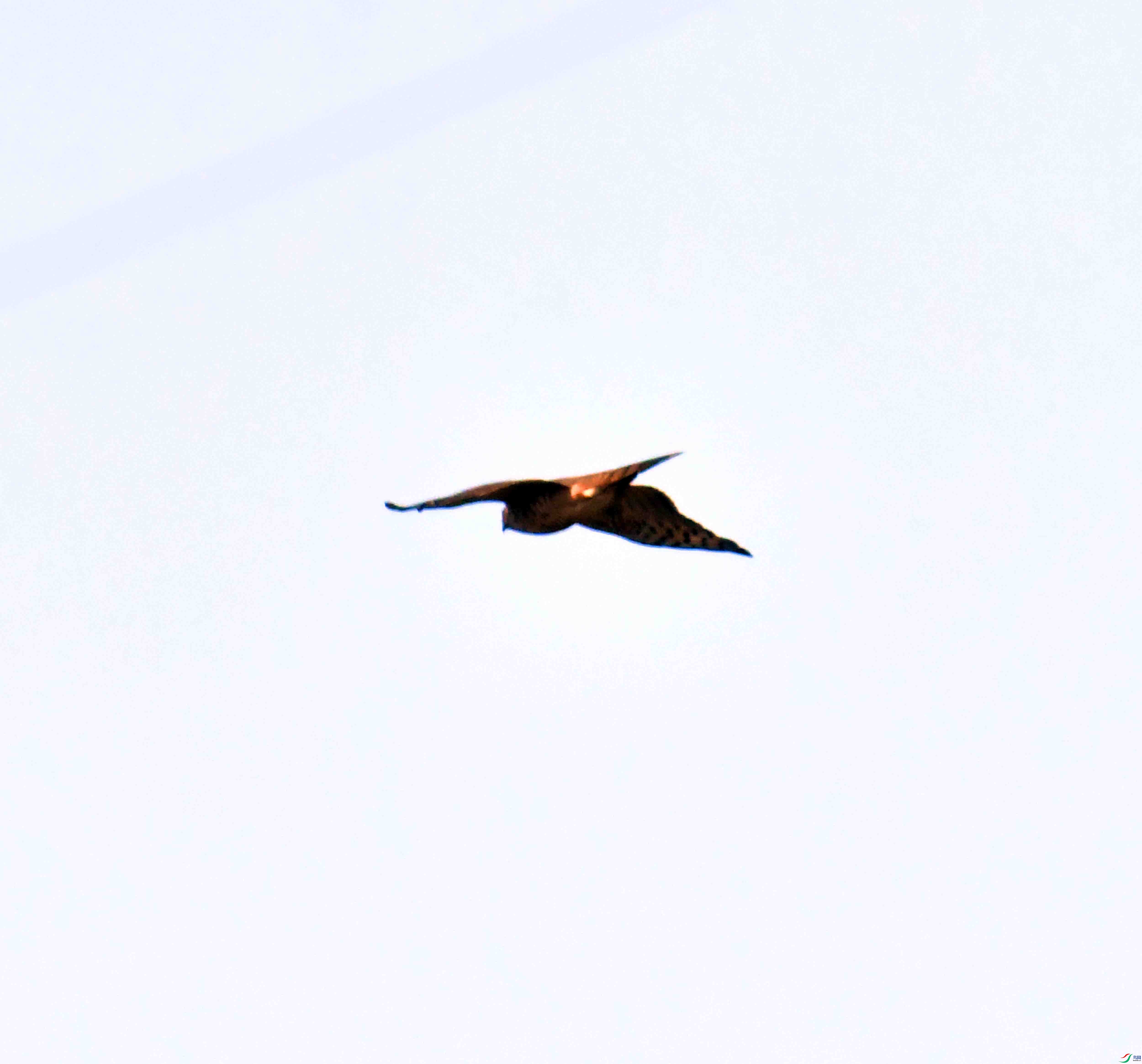 DSC_1010.JPG