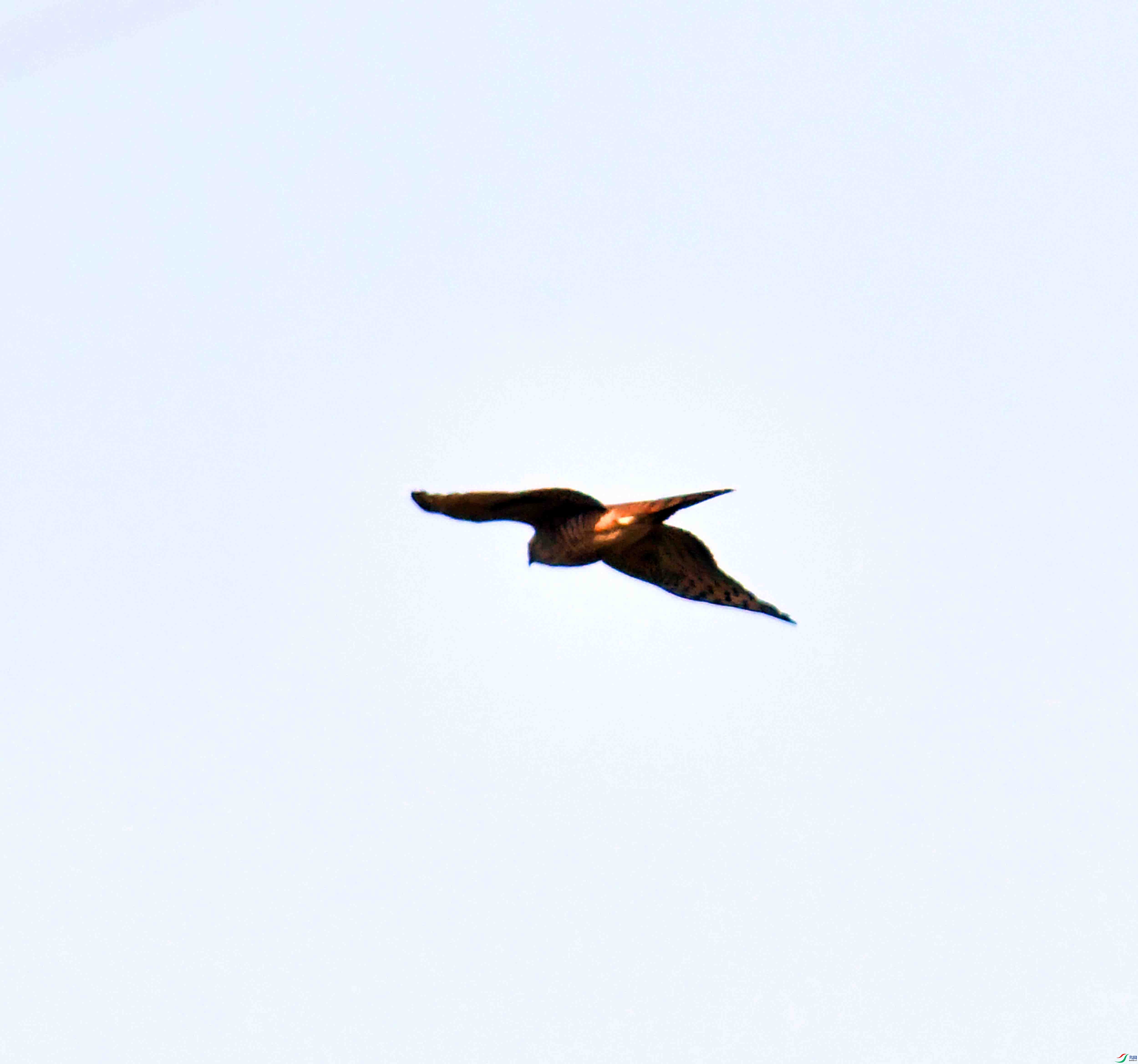 DSC_1011.JPG