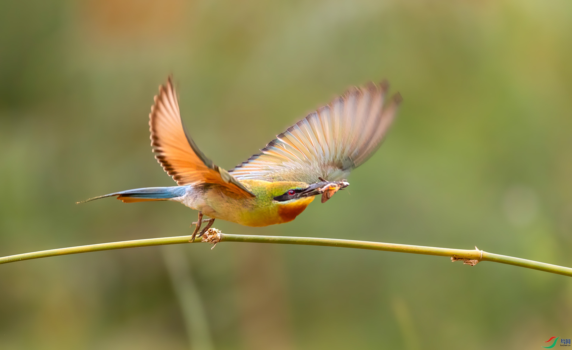 407A1339 ����-Sh----1 .jpg