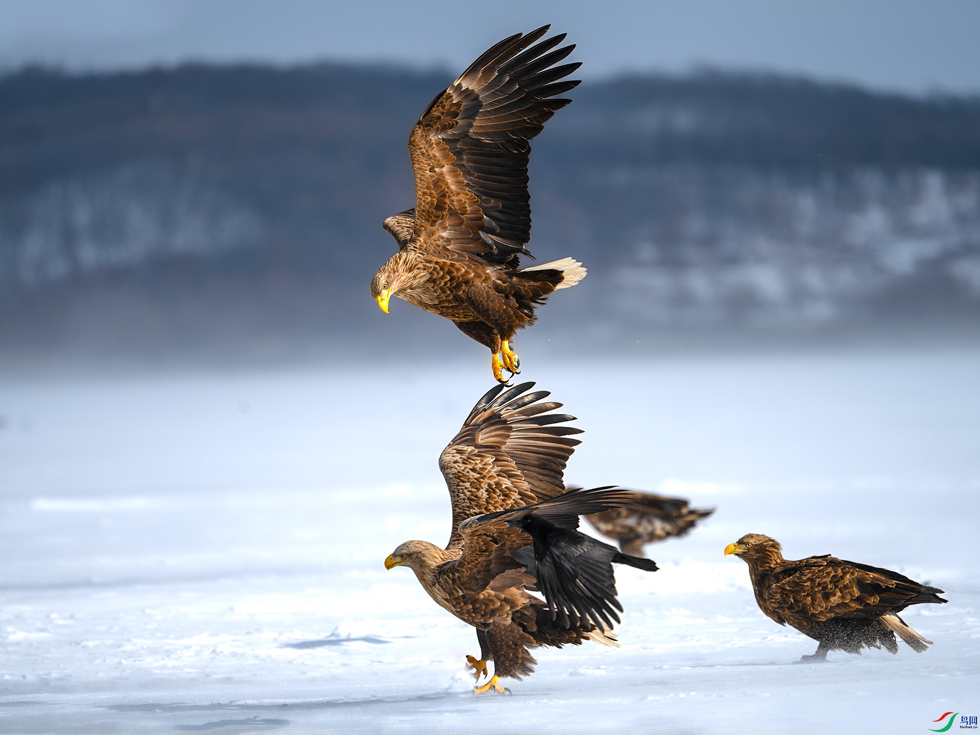 ��β����