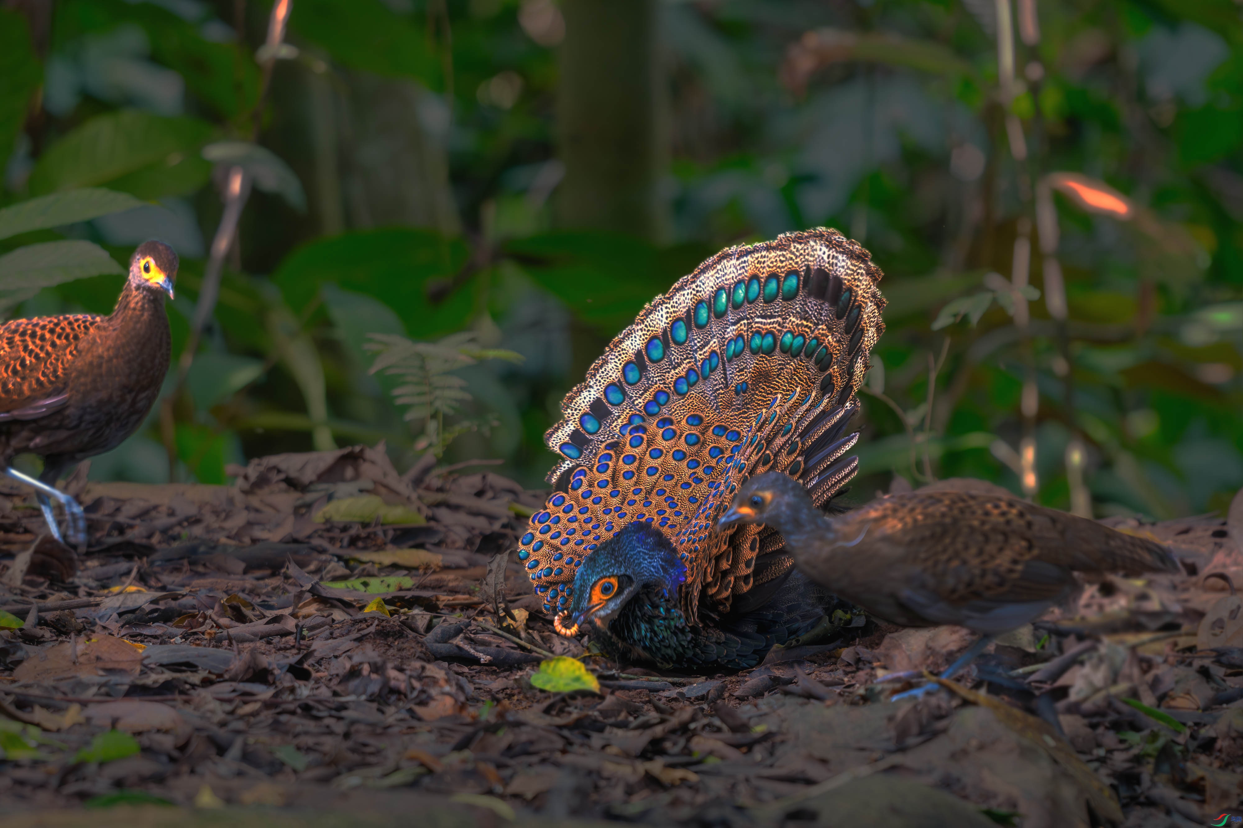 DSC_5268-����ǿ-NR-2 ����.jpg