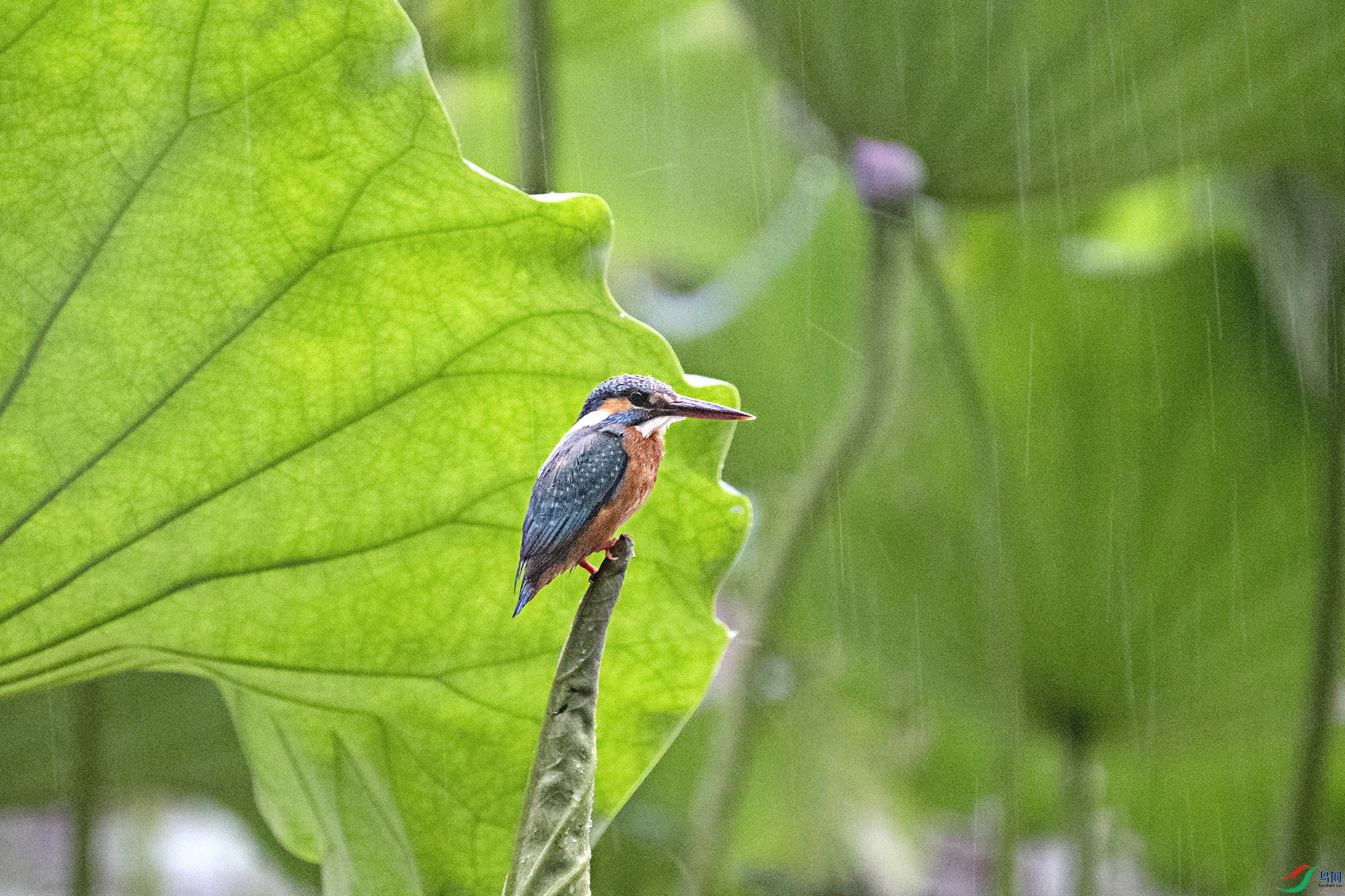 DSC_5935.jpg