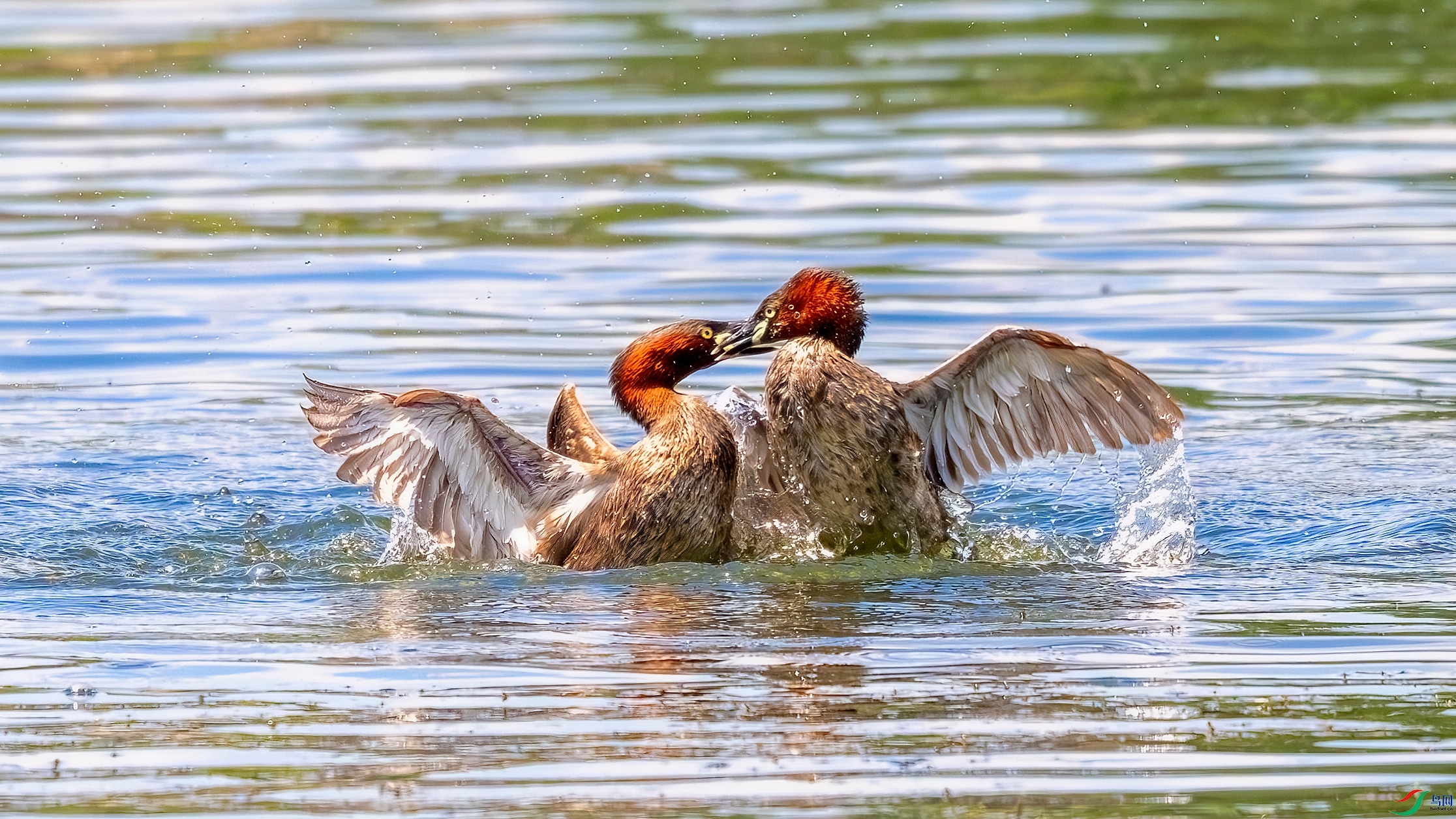 _DSC8327 ����_����.jpg