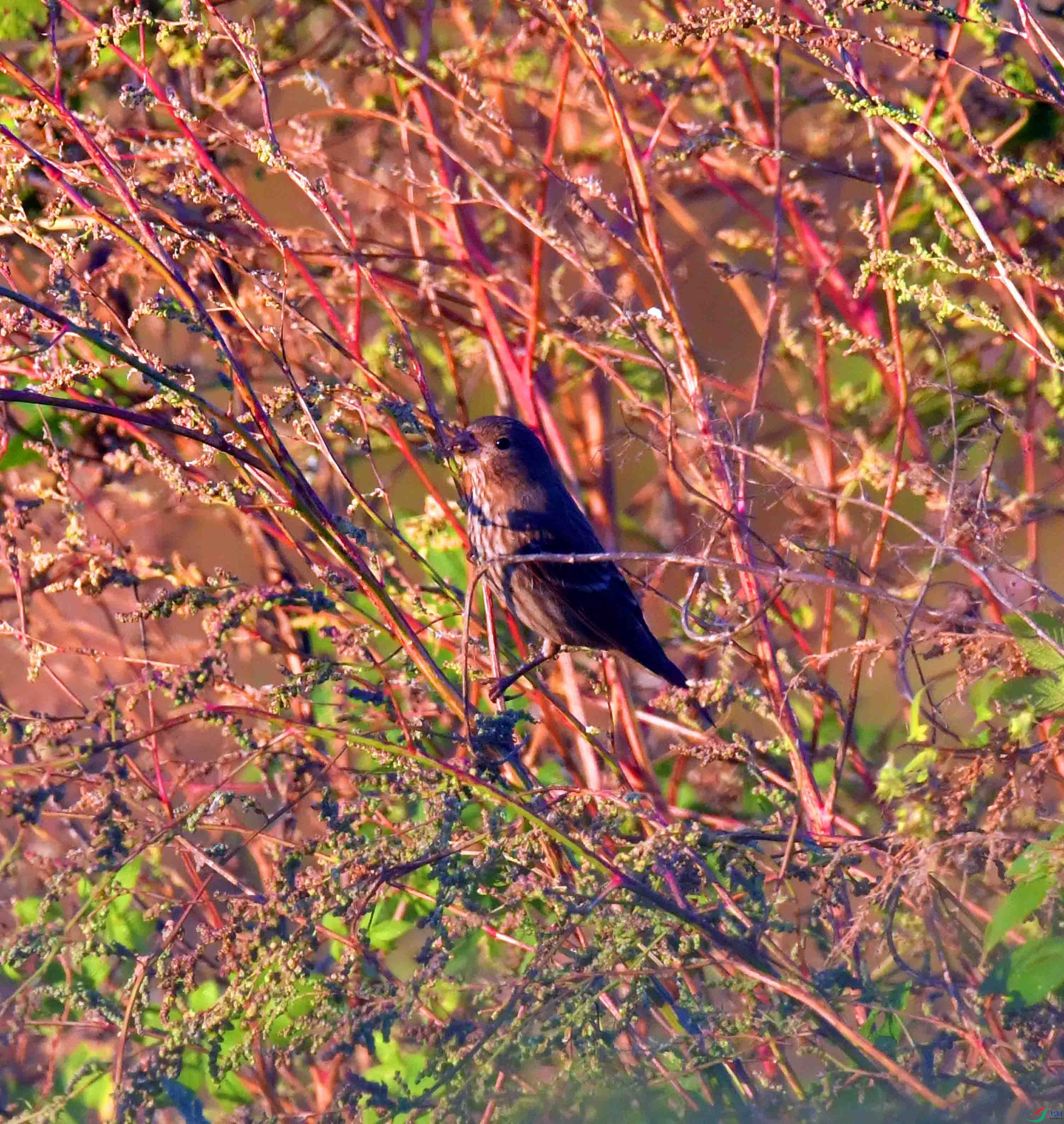 DSC_4750.JPG