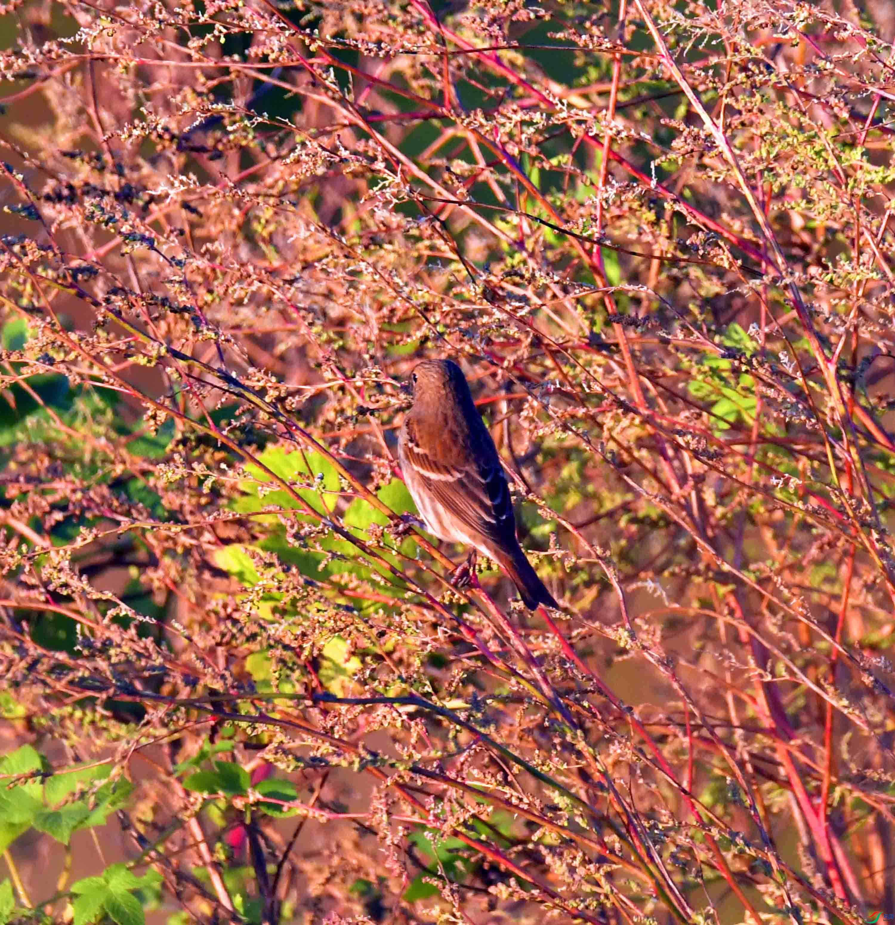 DSC_4785.JPG