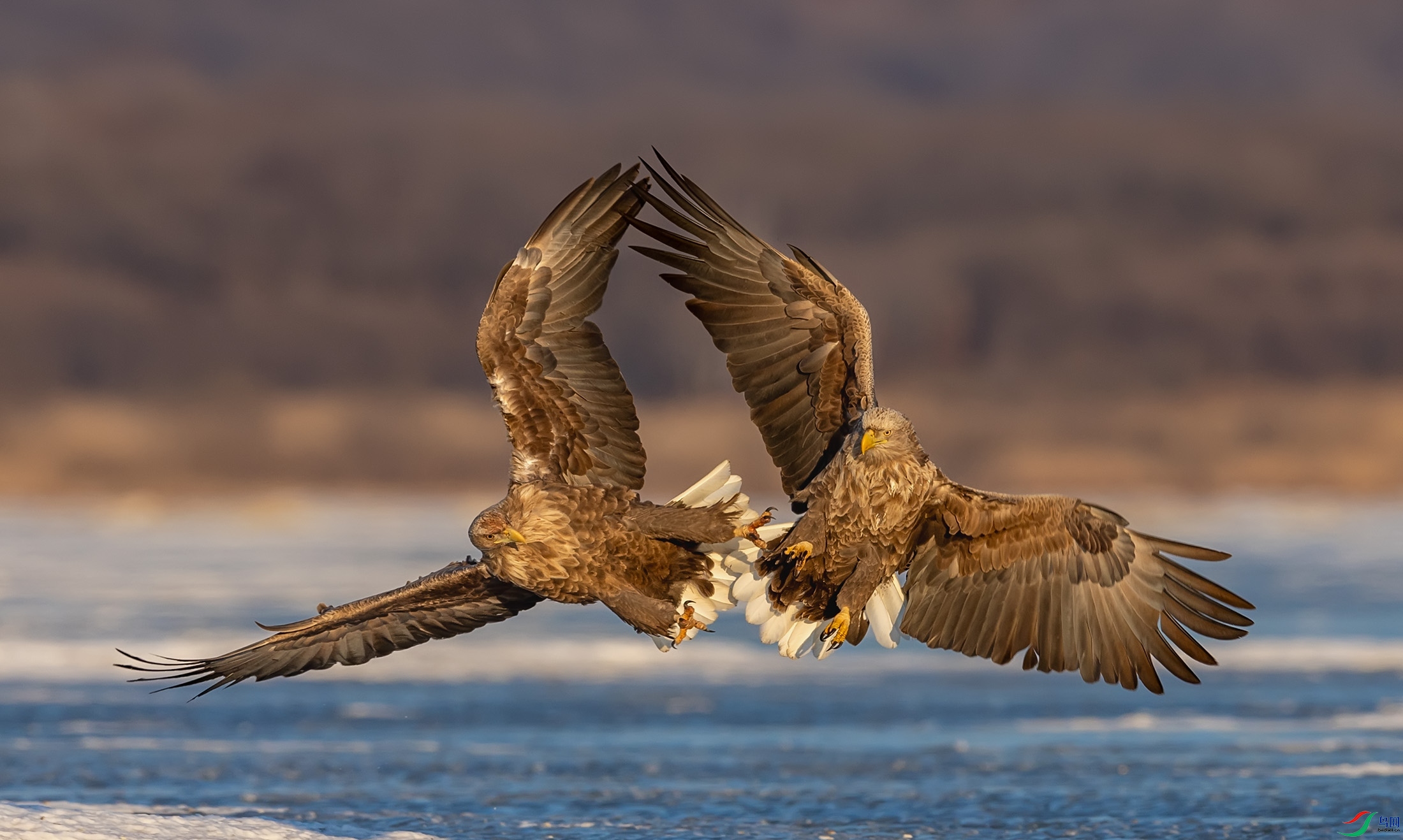 ��β����