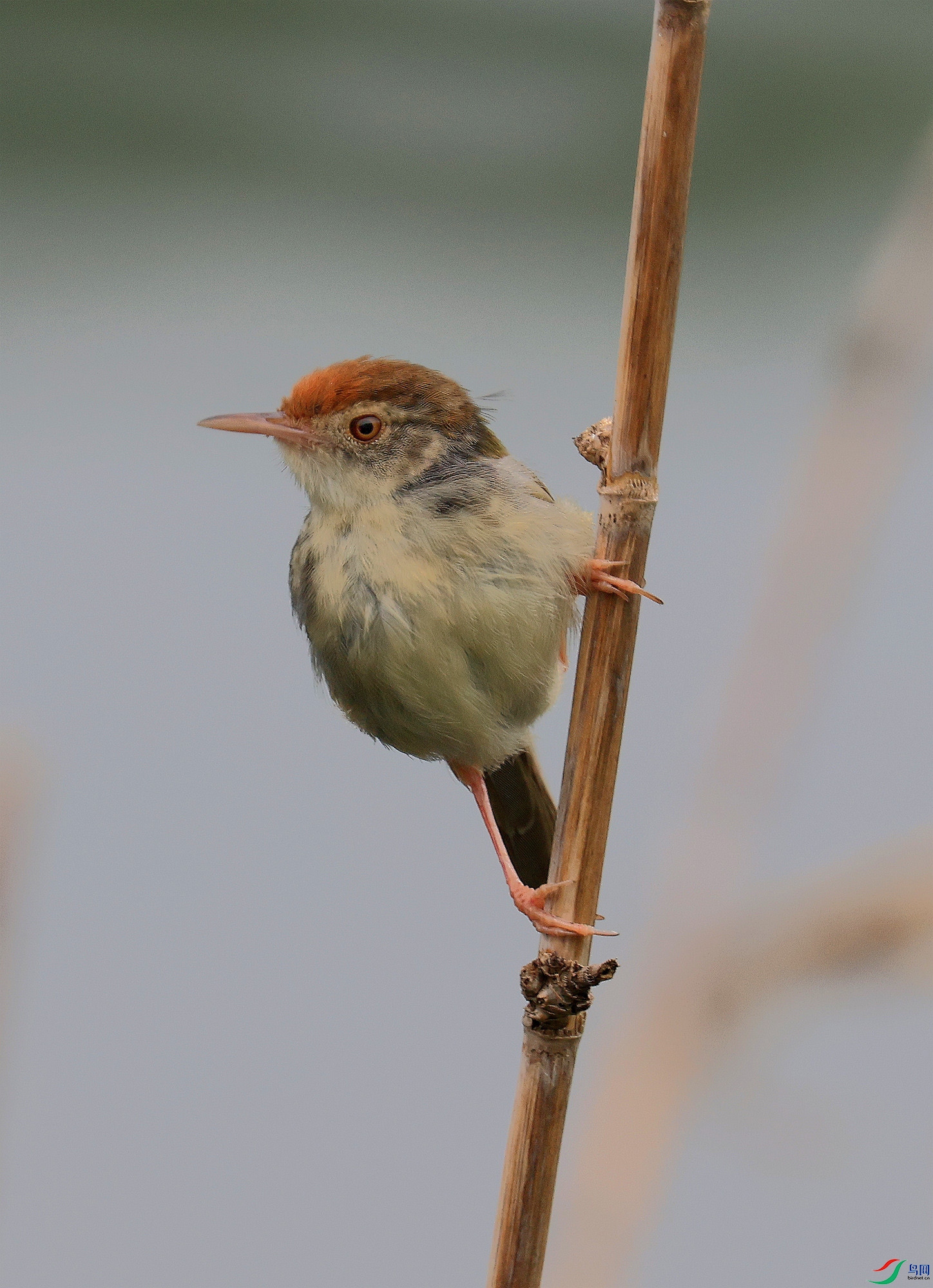 ���˶���