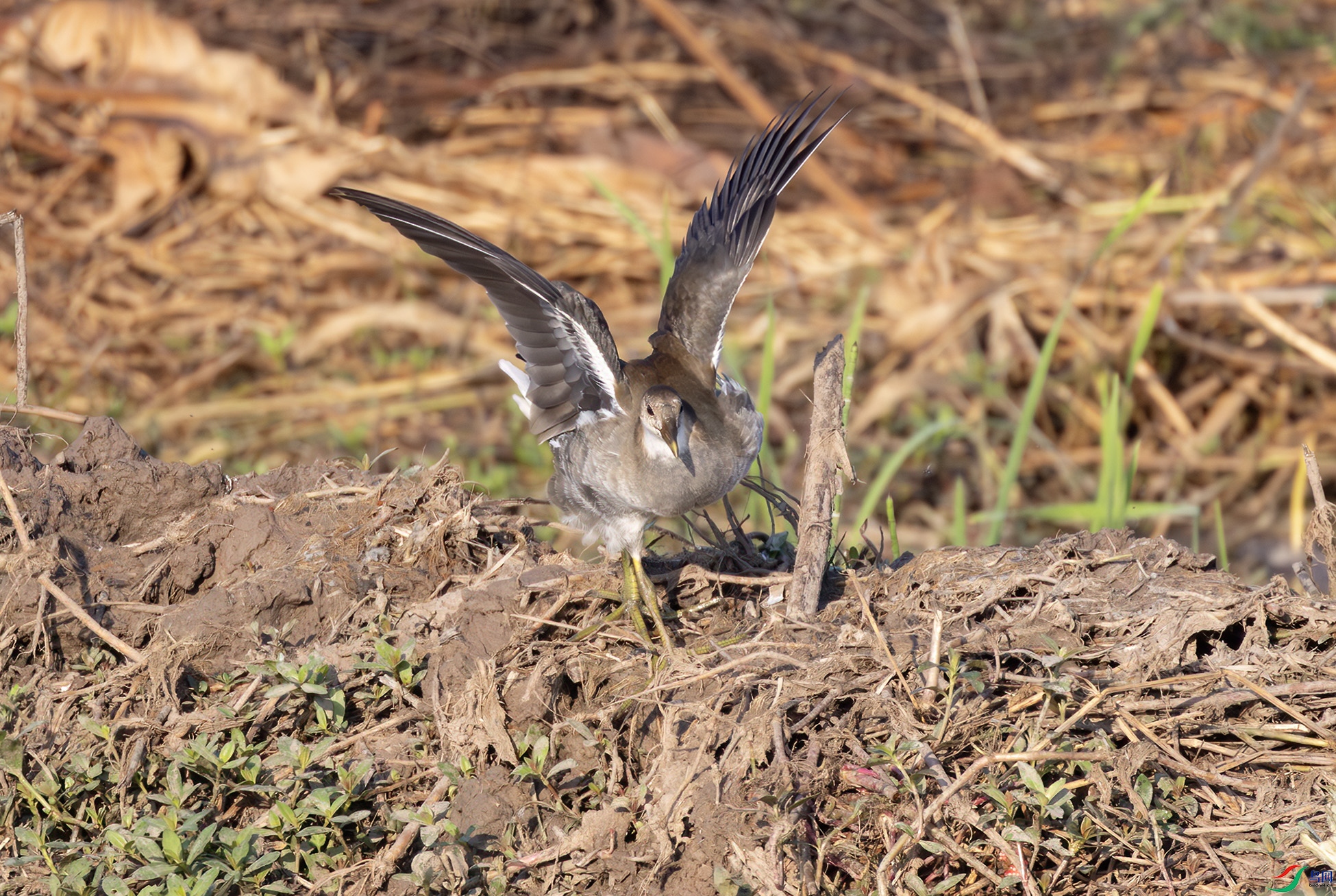 2I1A4298-����ǿ-NR ����.jpg