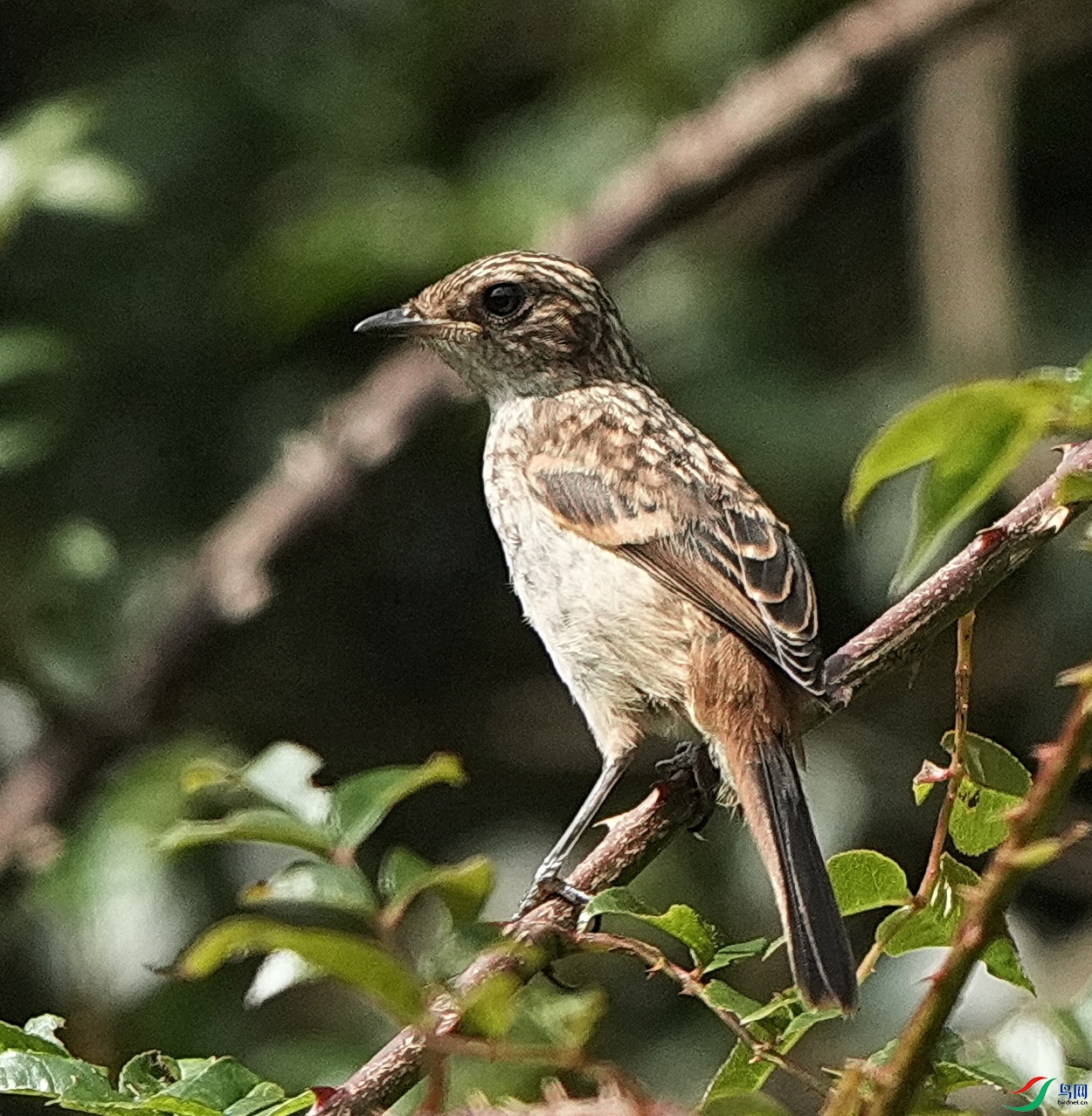 DSC06335_1.JPG