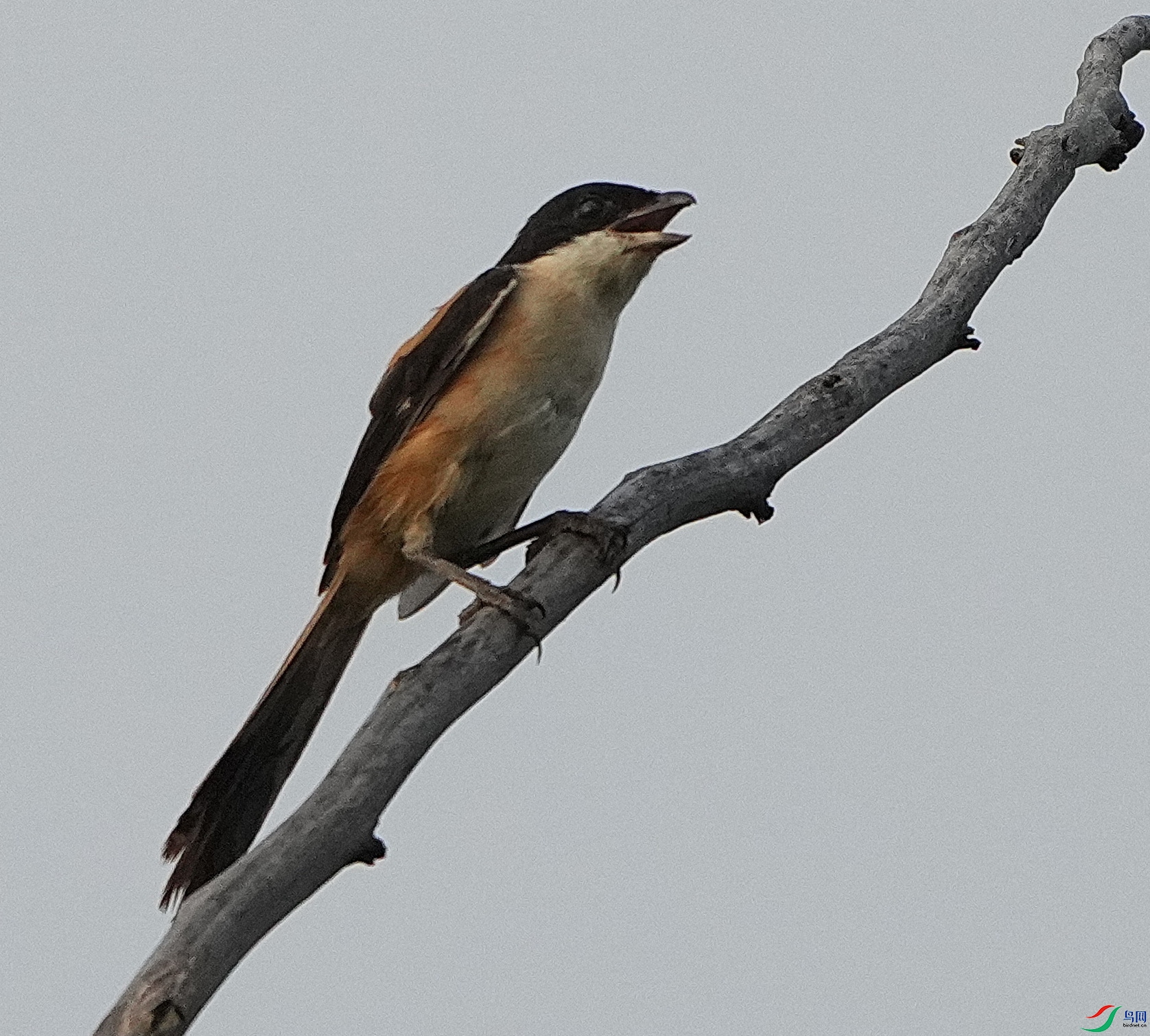 DSC03524_01_1_1_1.JPG