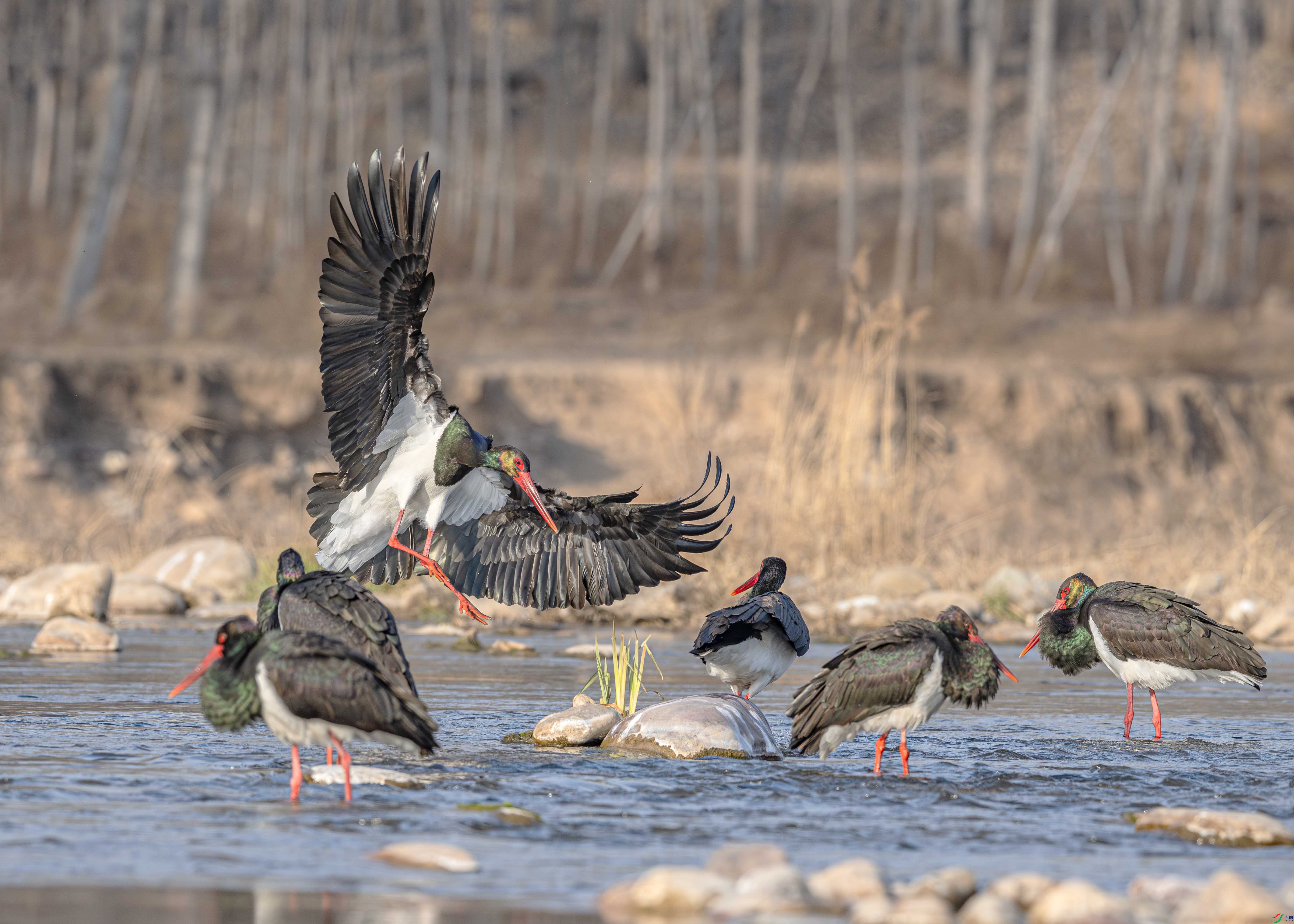 DSC_2314-����ǿ-NR ����.jpg