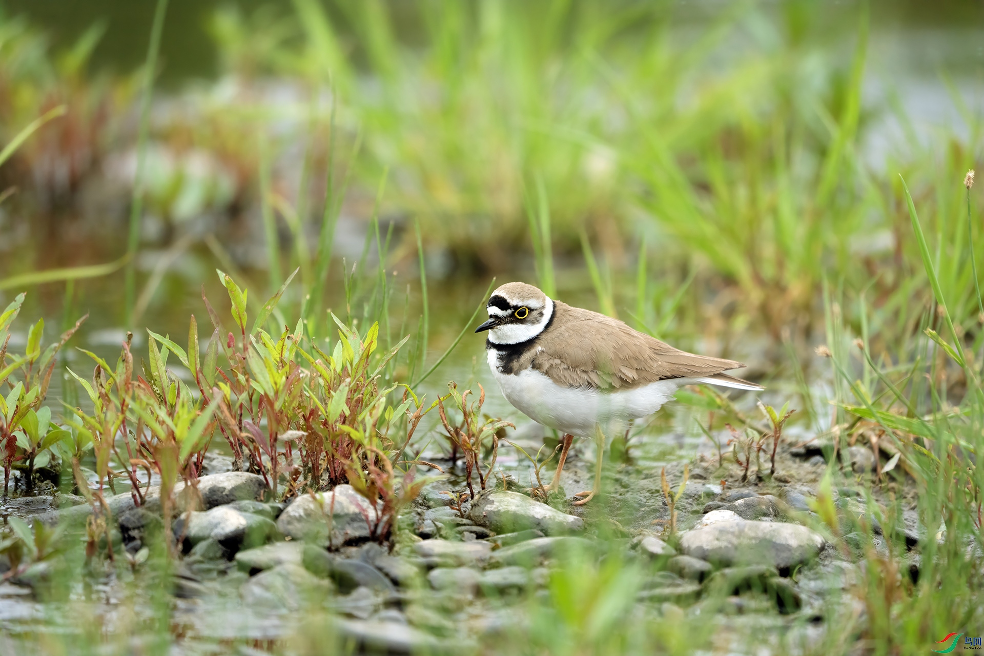 DSC03679 ����.jpg