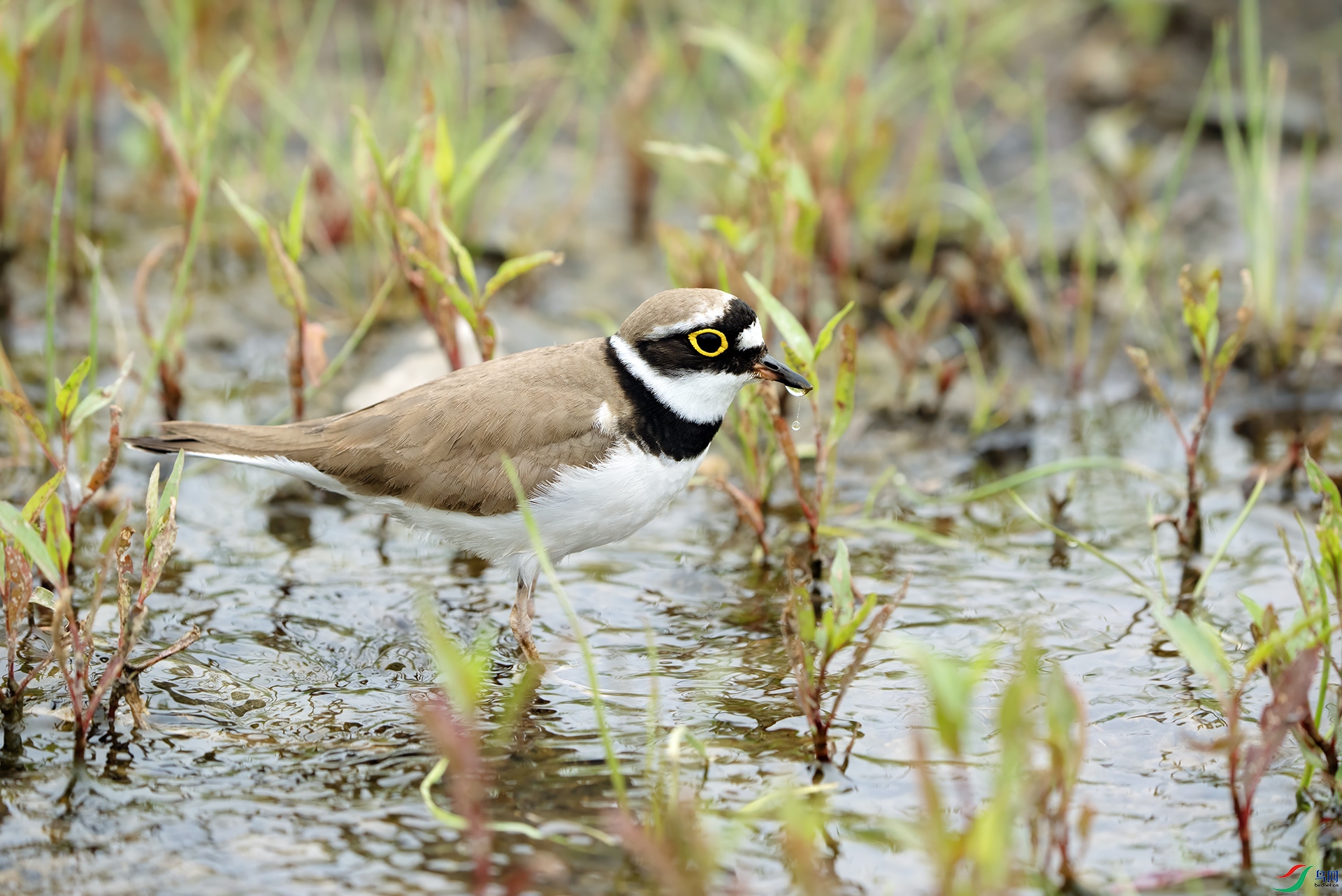 DSC03819 ����.jpg