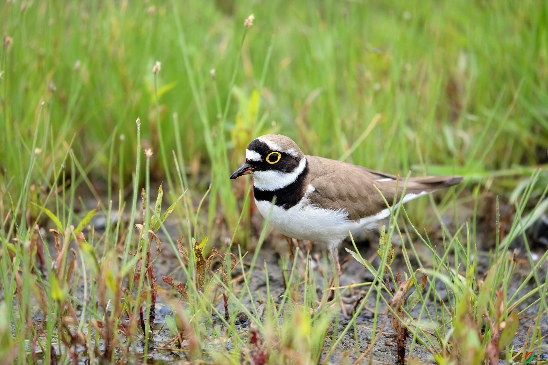 DSC03841 ����.jpg