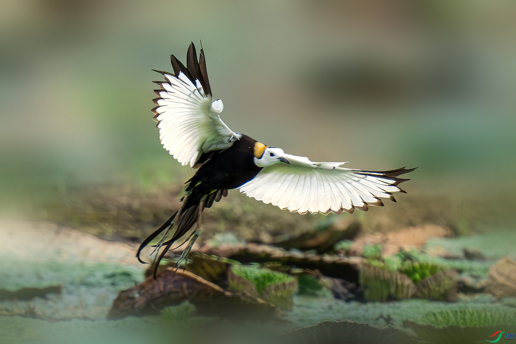 LZW02932-����ǿ-NR ����.jpg