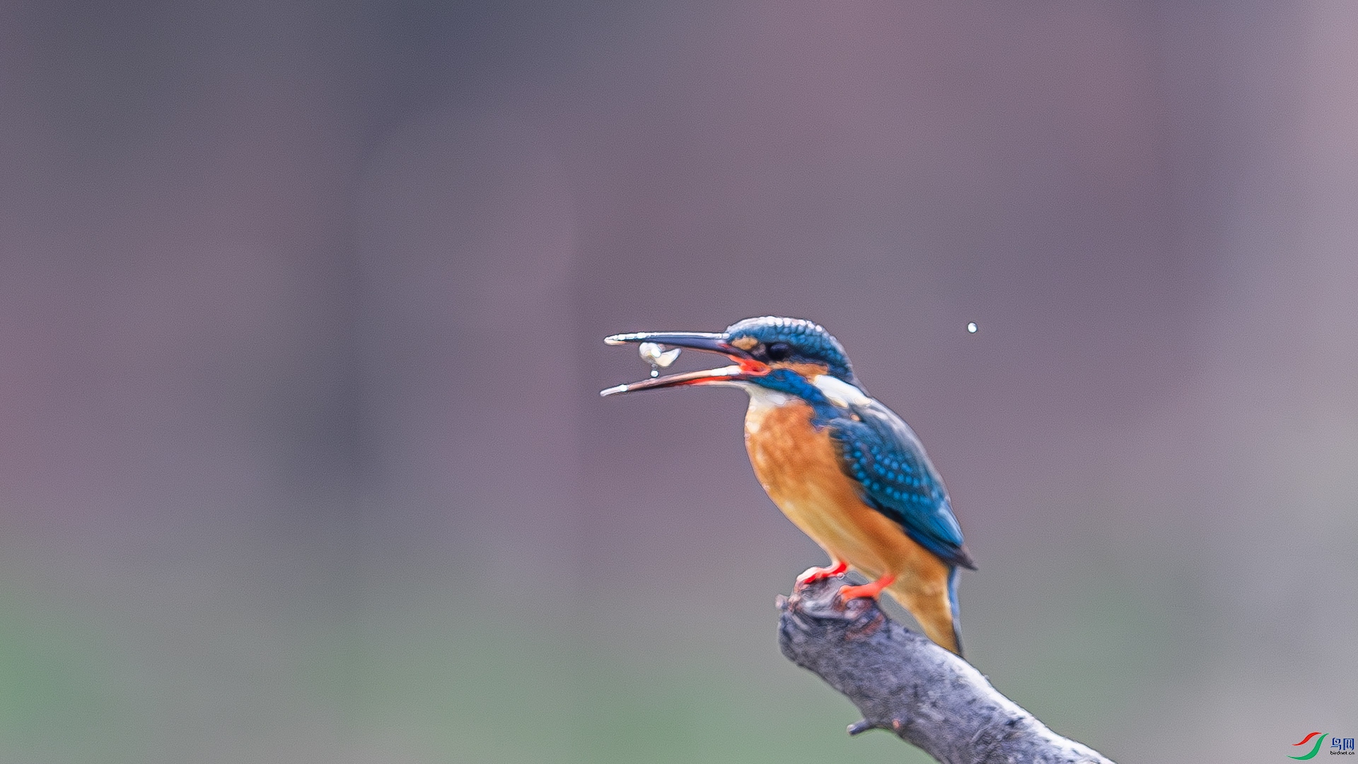 DSC_6412-����ǿ-NR ����.jpg