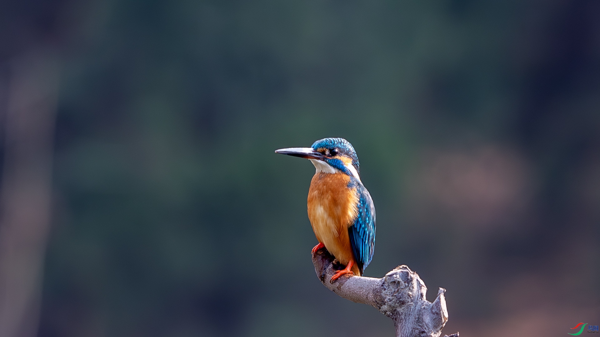 DSC_7148-����ǿ-NR ����.jpg