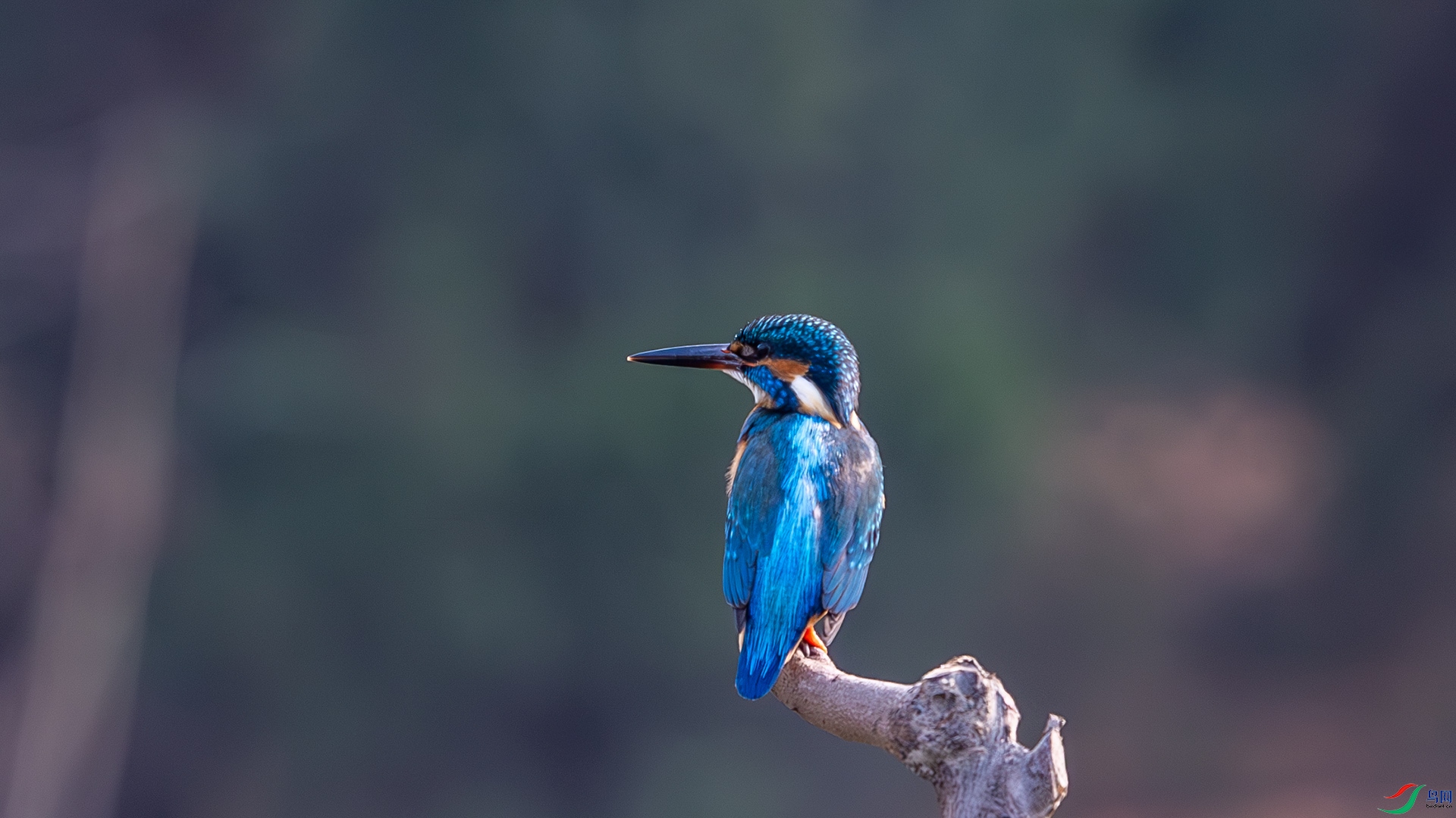 DSC_7128-����ǿ-NR ����.jpg