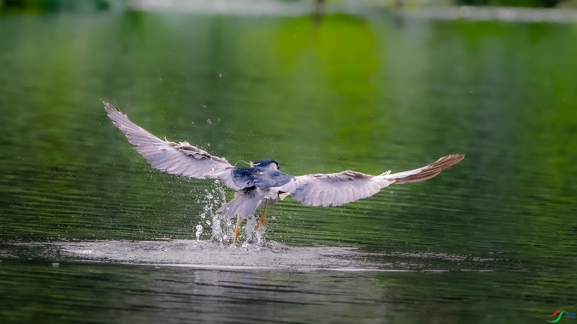 DSC_0729.jpg