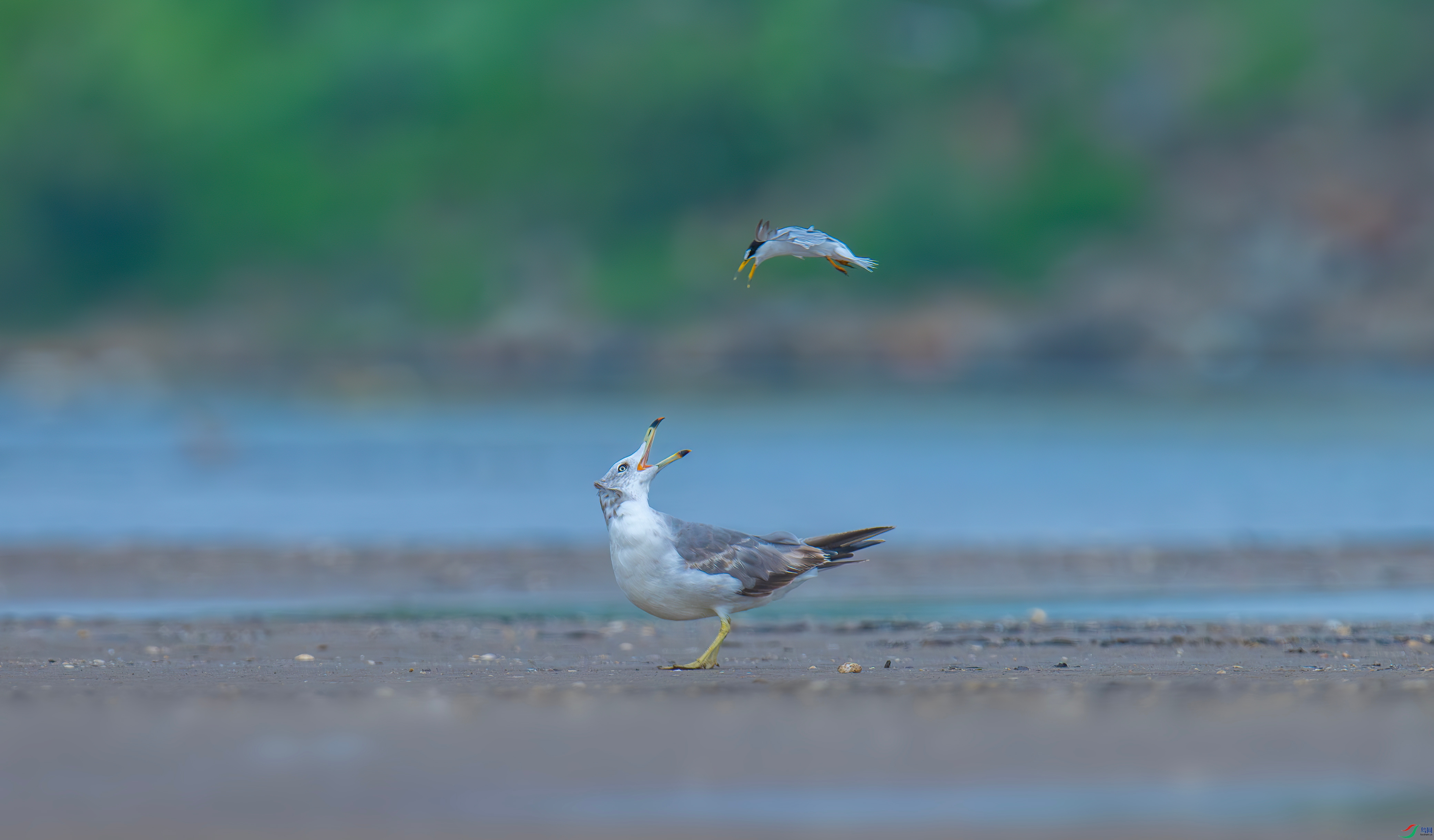 DSC_5492-����ǿ-NR_����.jpg