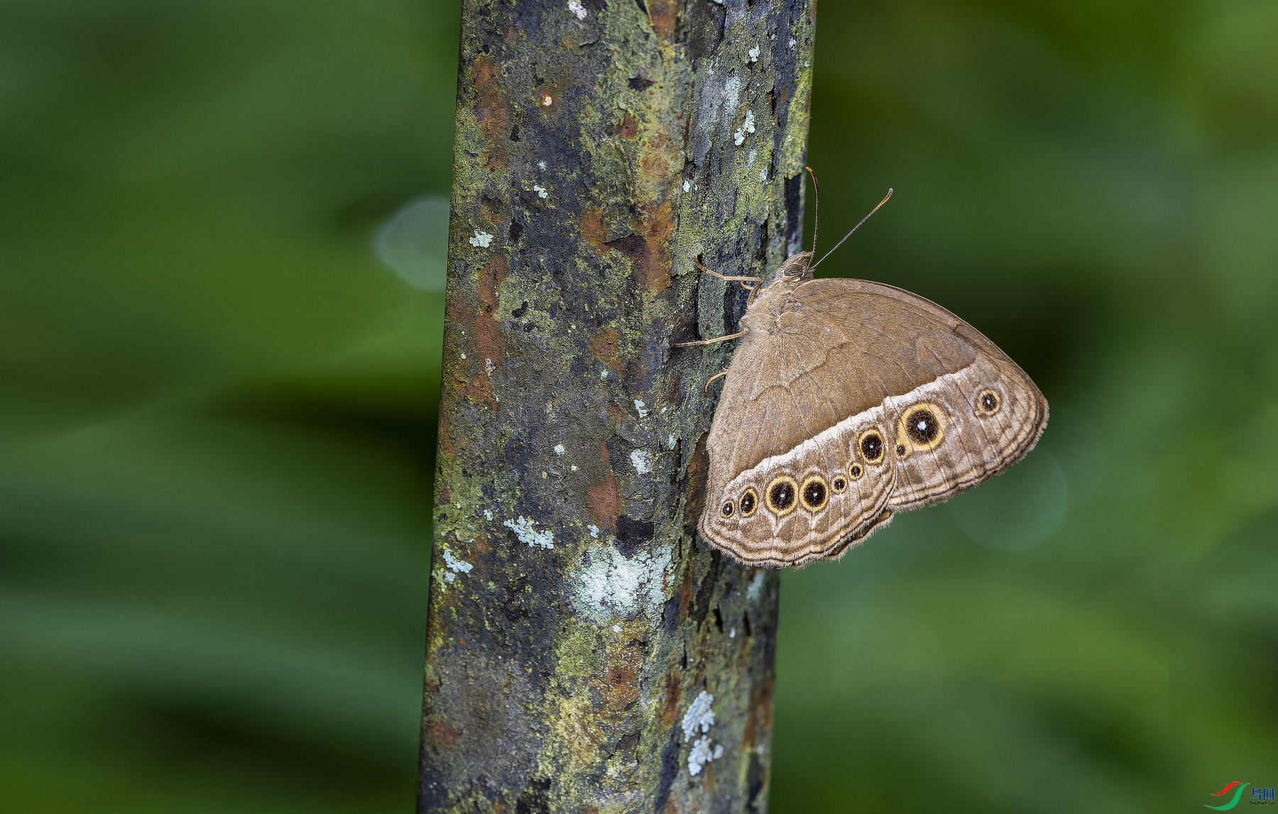 ����˹ü�۵� (84)-01.jpg