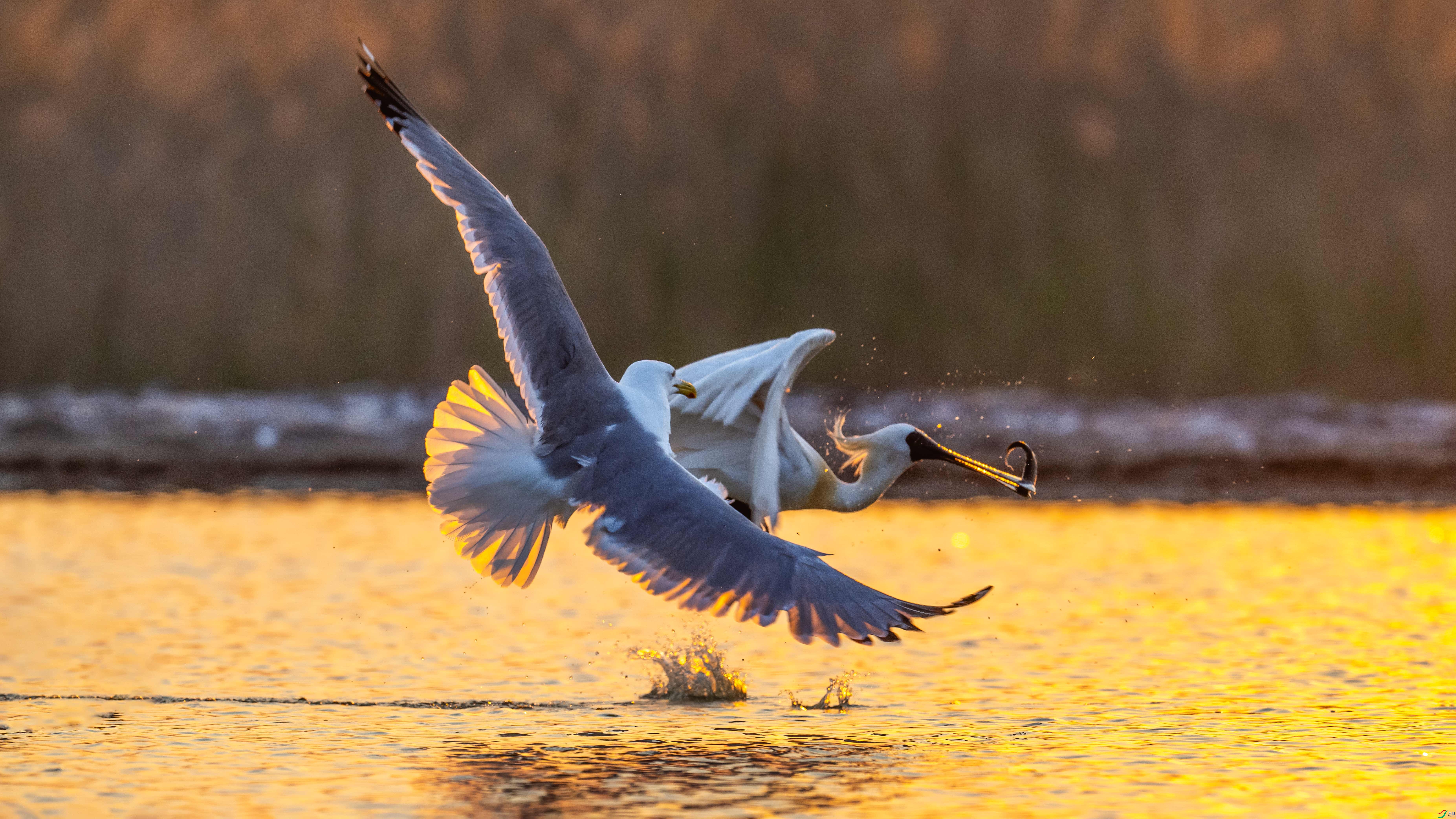 DSC_3080x.jpg