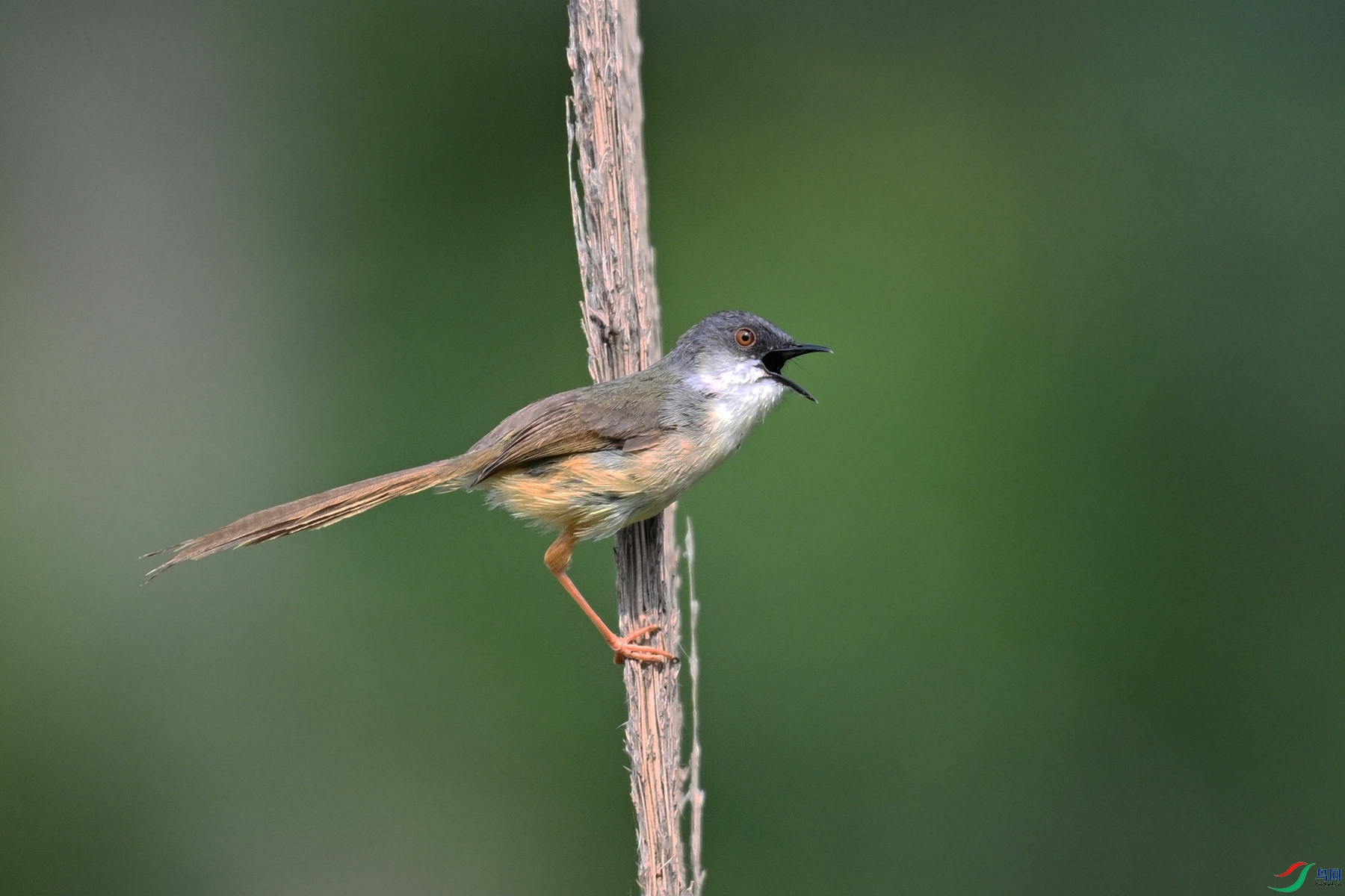 DSC_4946.JPG