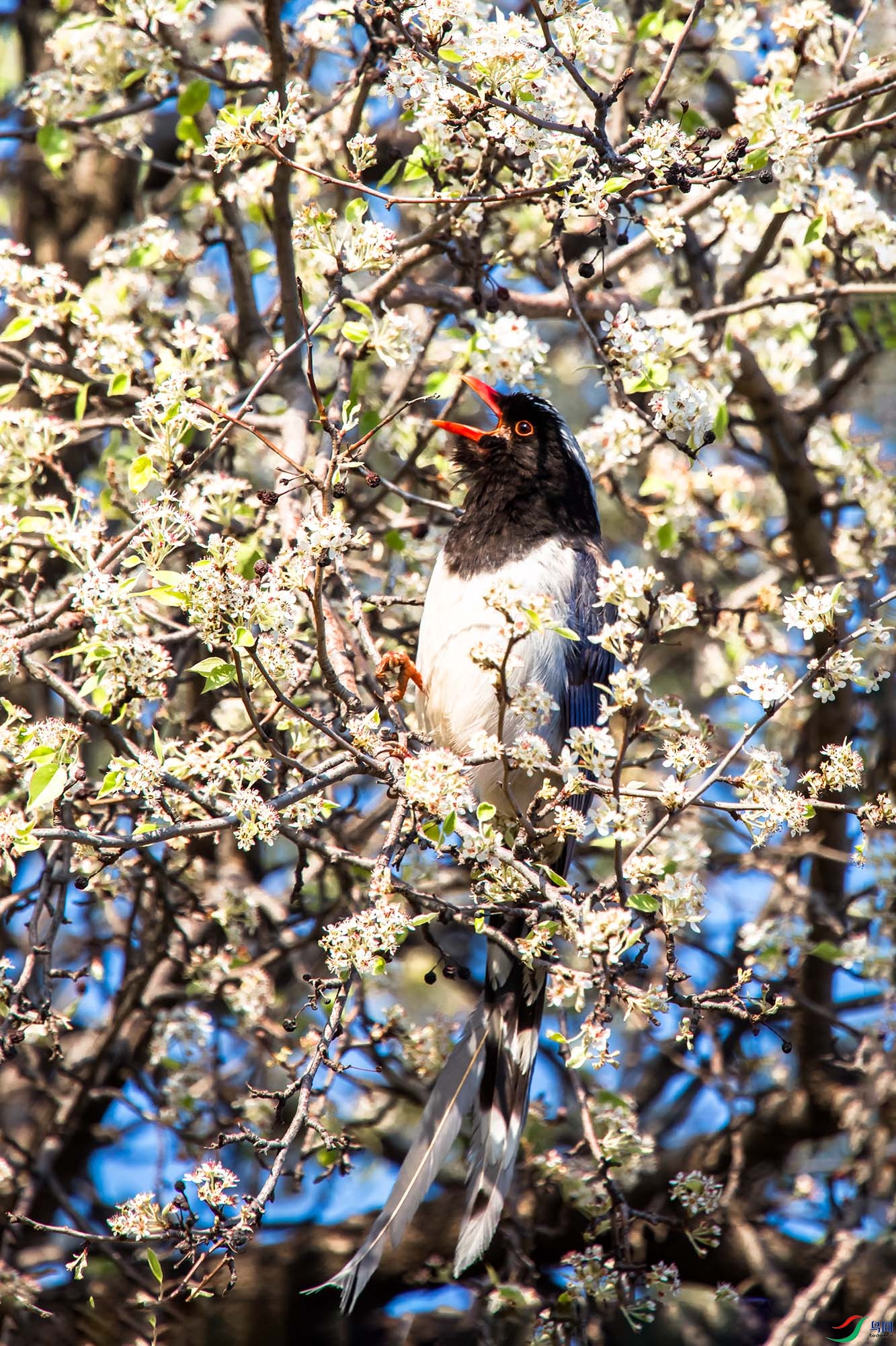 ������ȵ