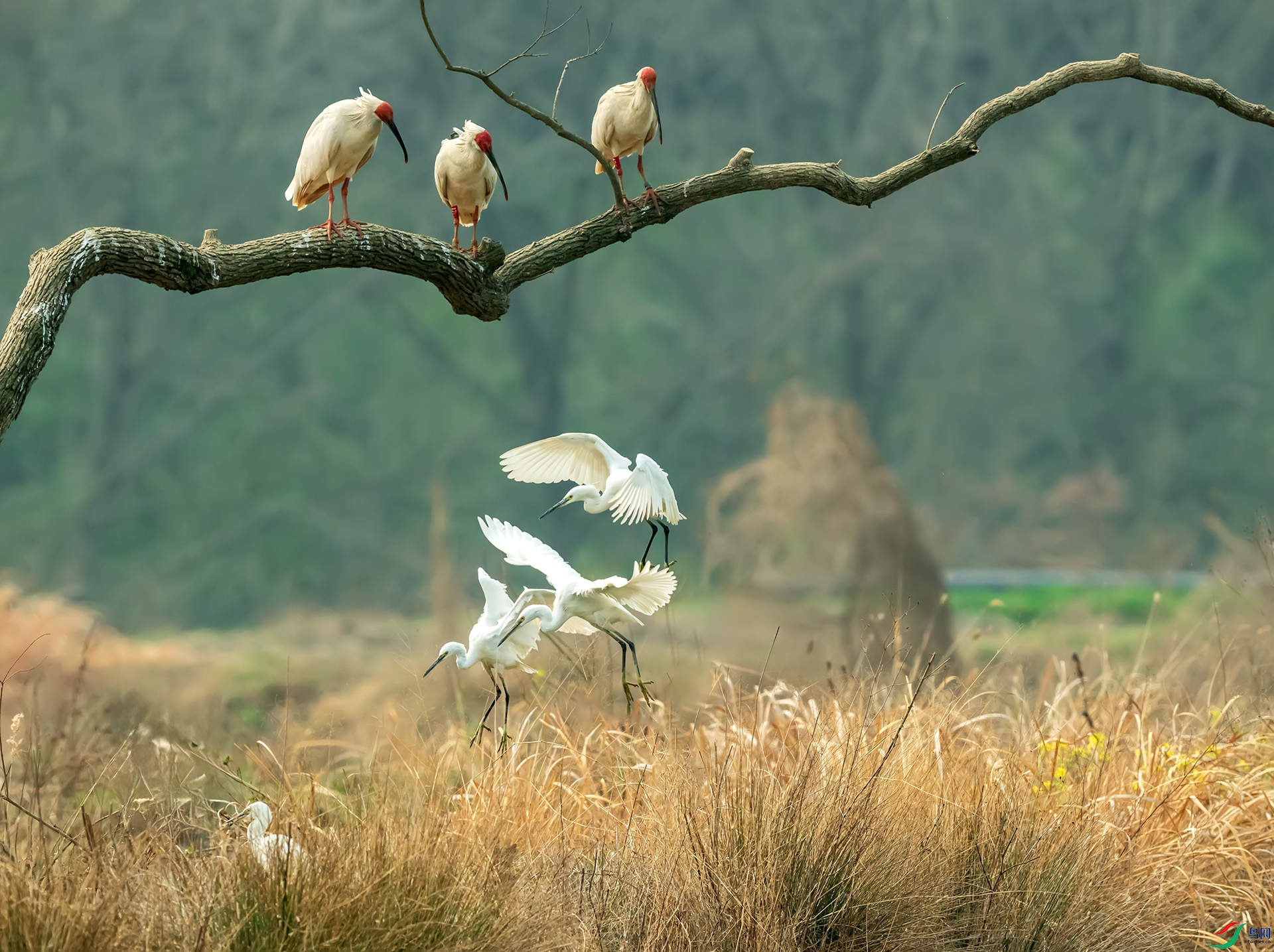 ���^֦ͷ����