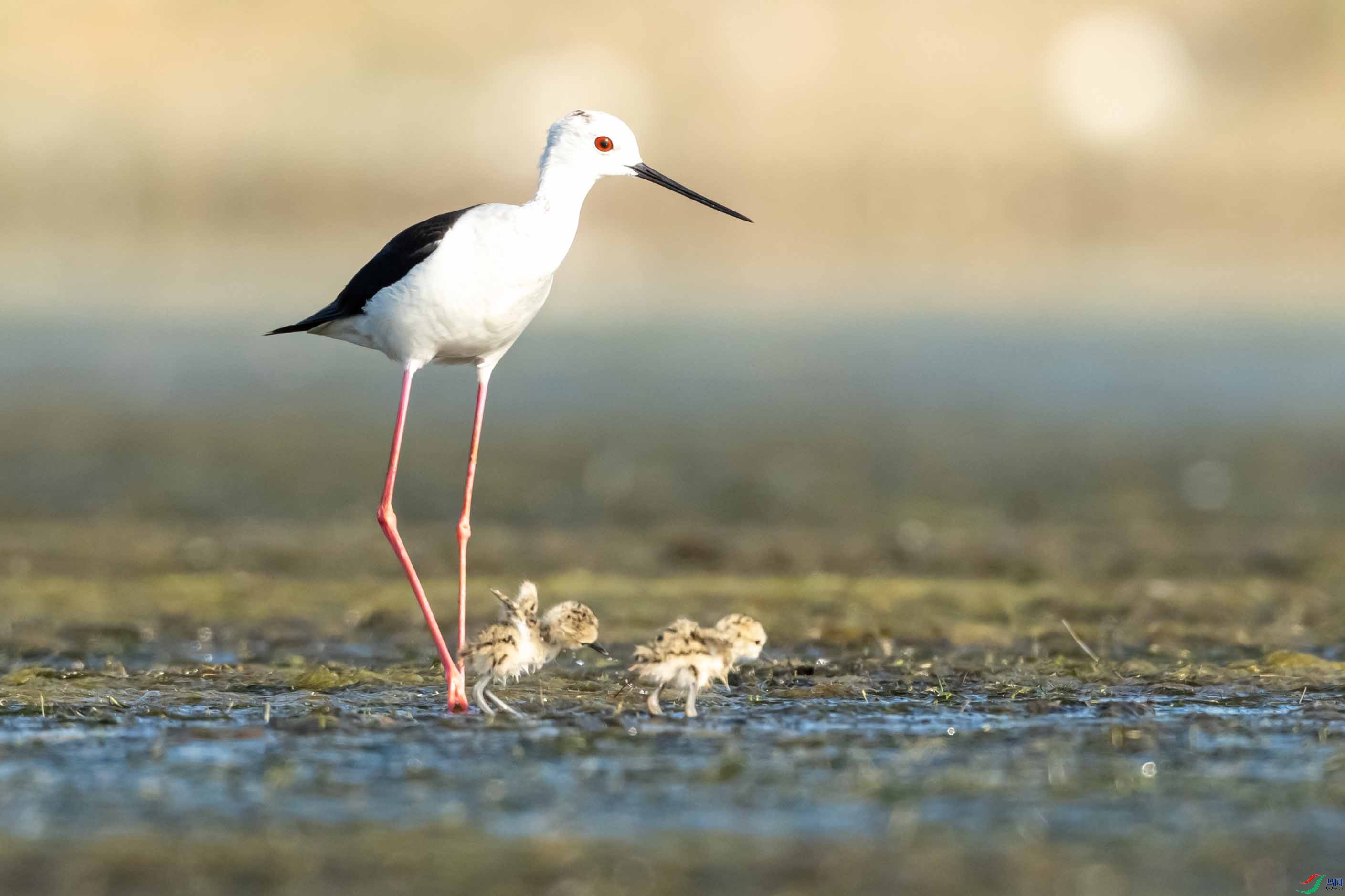 _LYF9908 ����.jpg