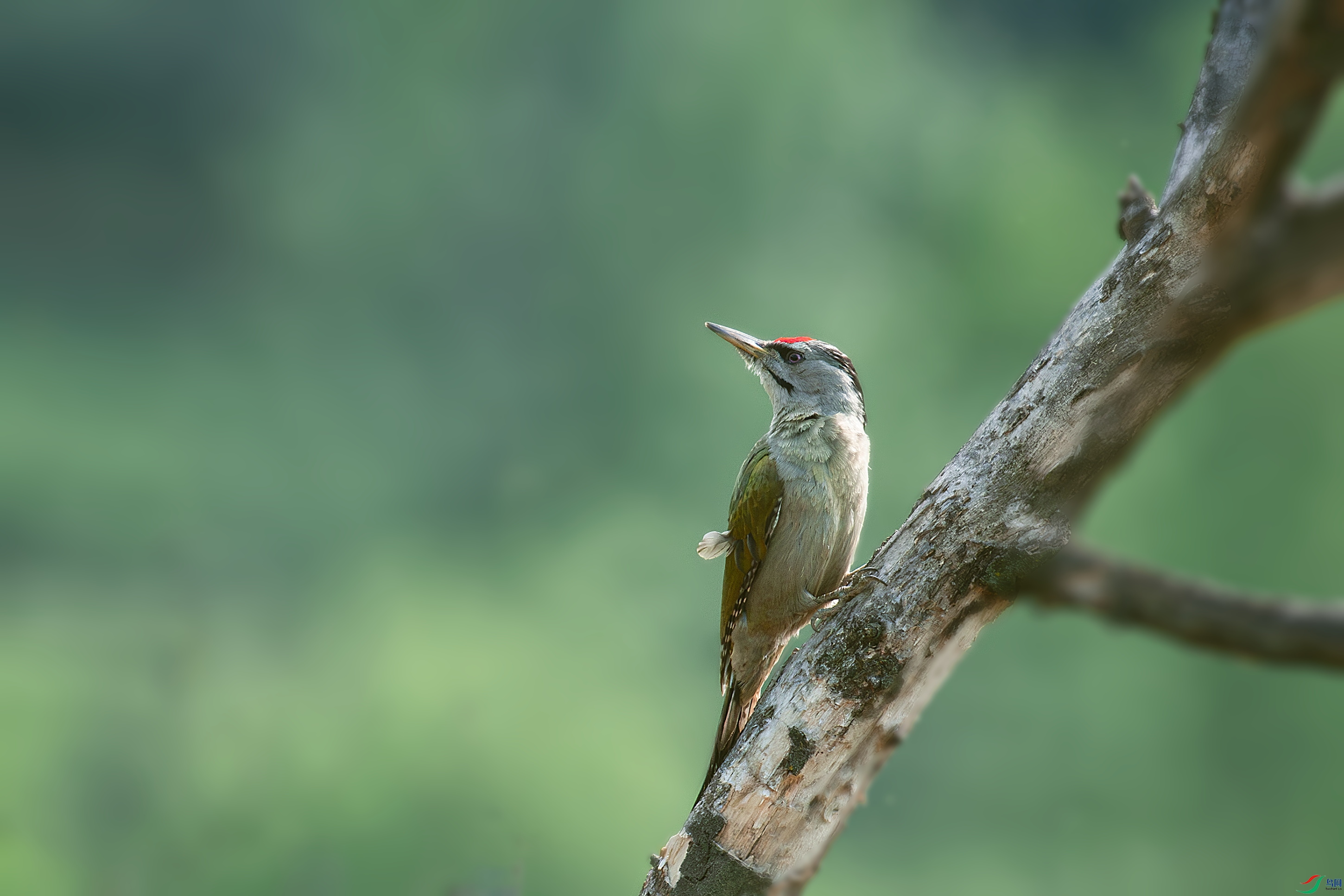 DSC_8561-����ǿ-NR.JPG