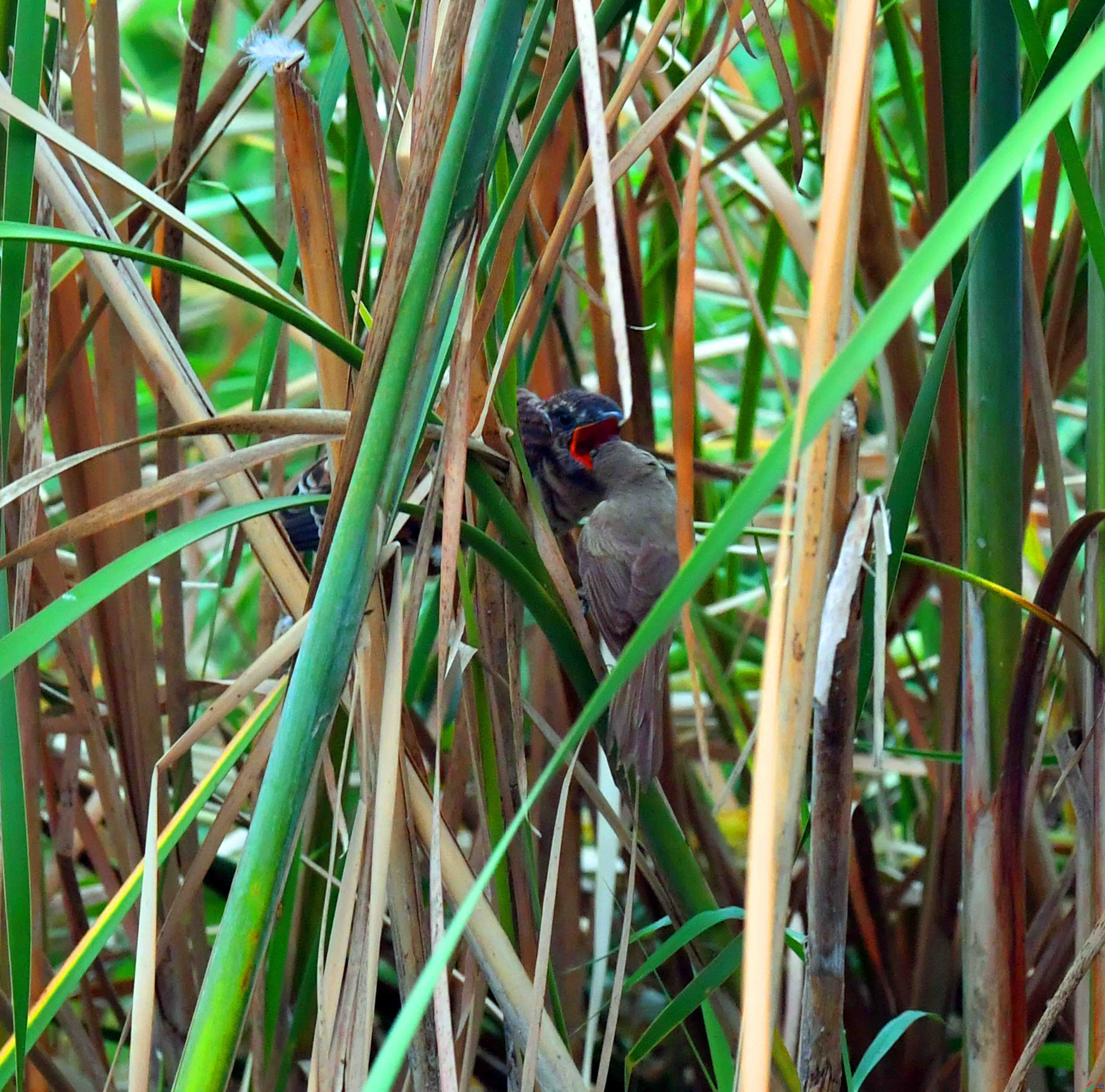 DSC_1766.JPG