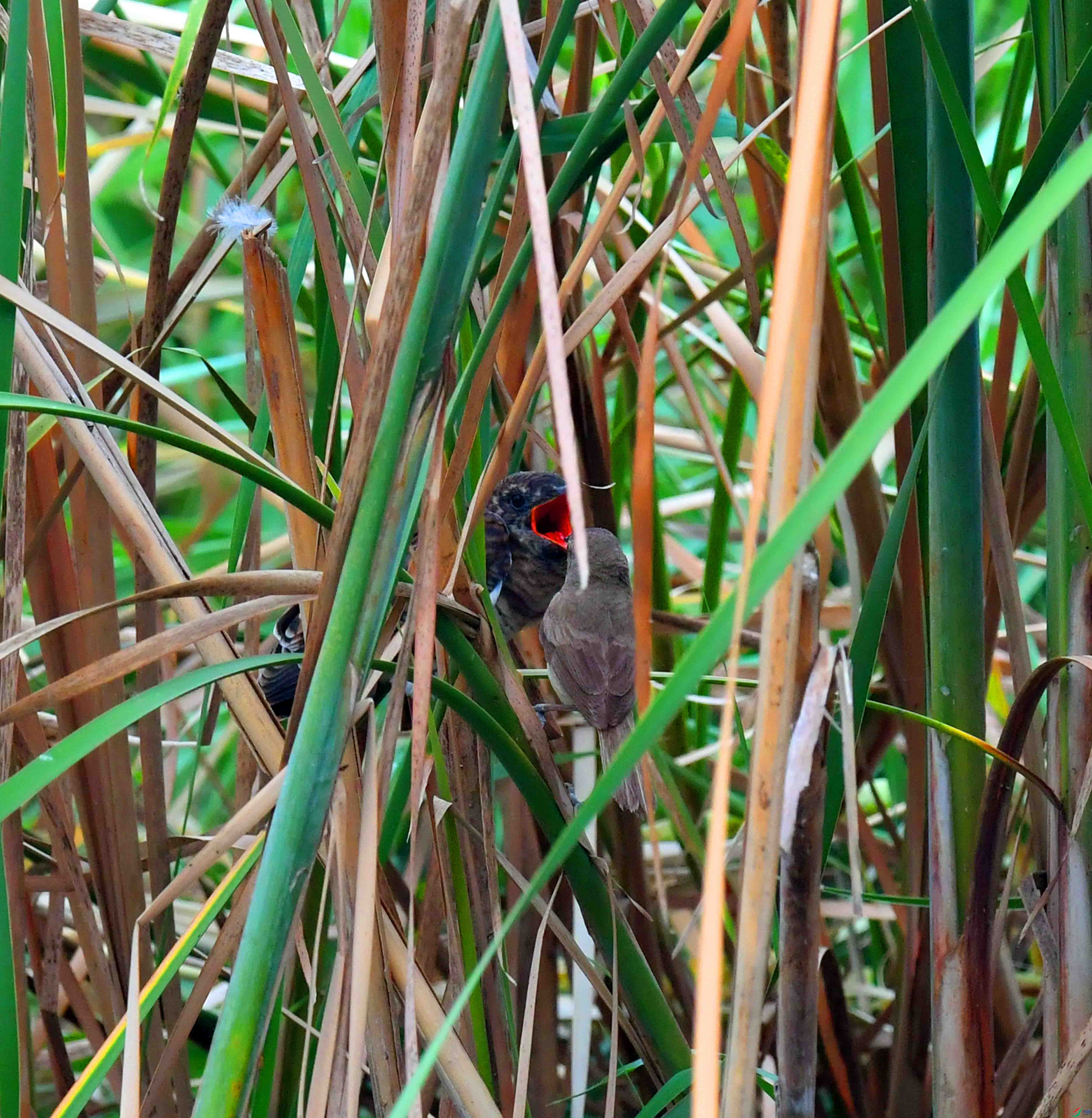 DSC_1756.JPG