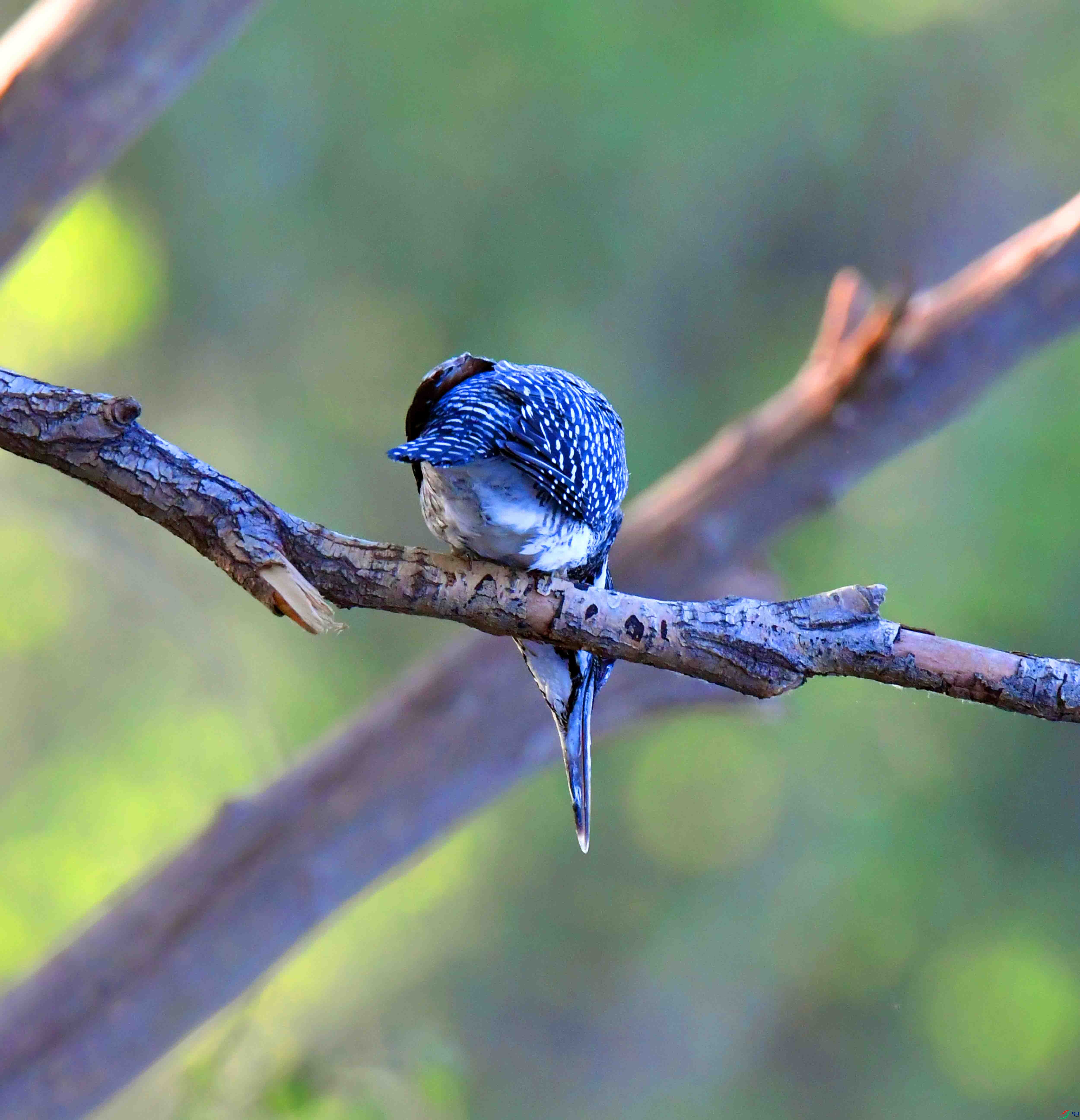 DSC_4729.JPG